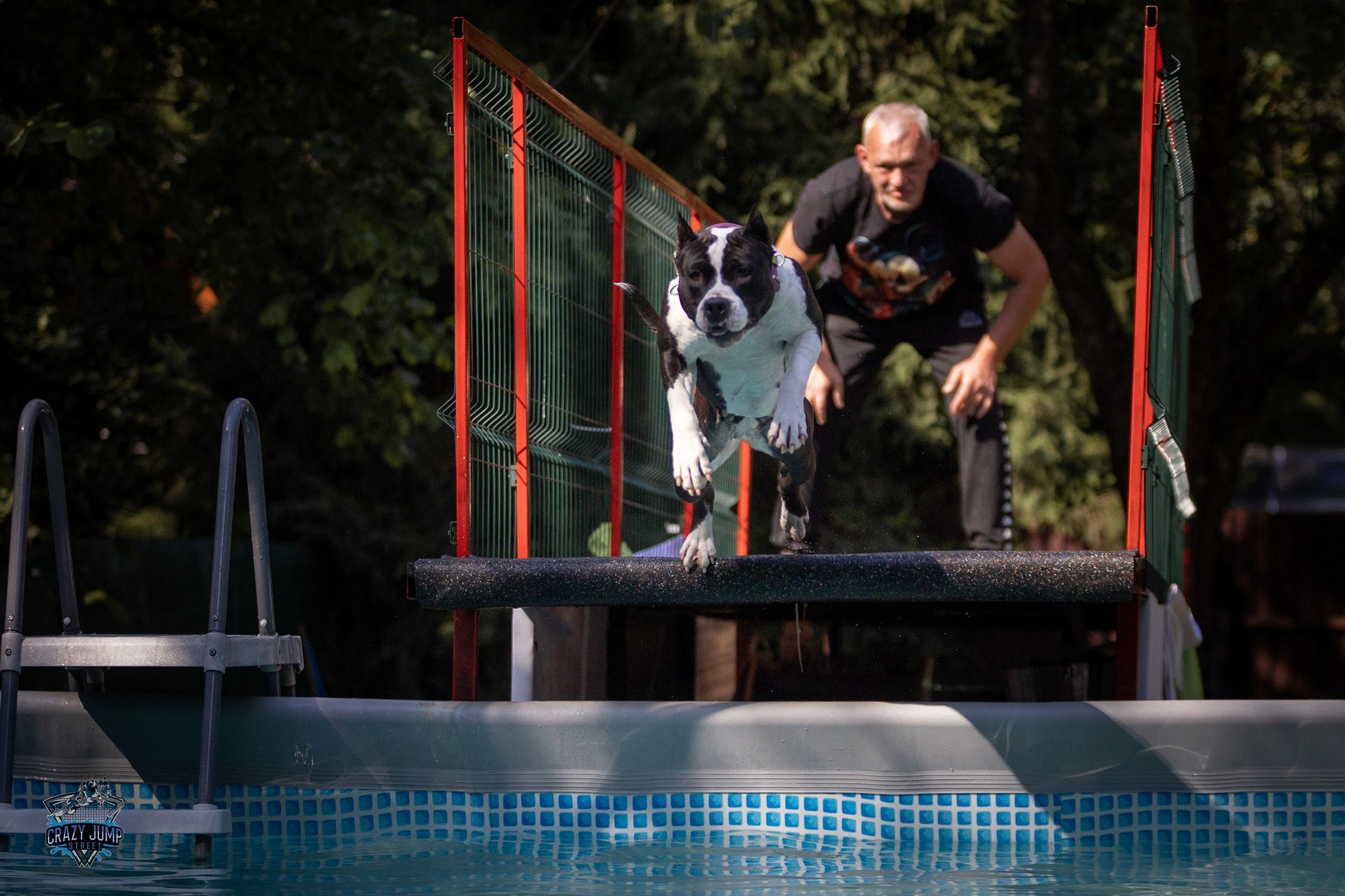 Собаки, спорт, Док дайвинг. Свадебный и репортажный фотограф в Москве и Московской области
