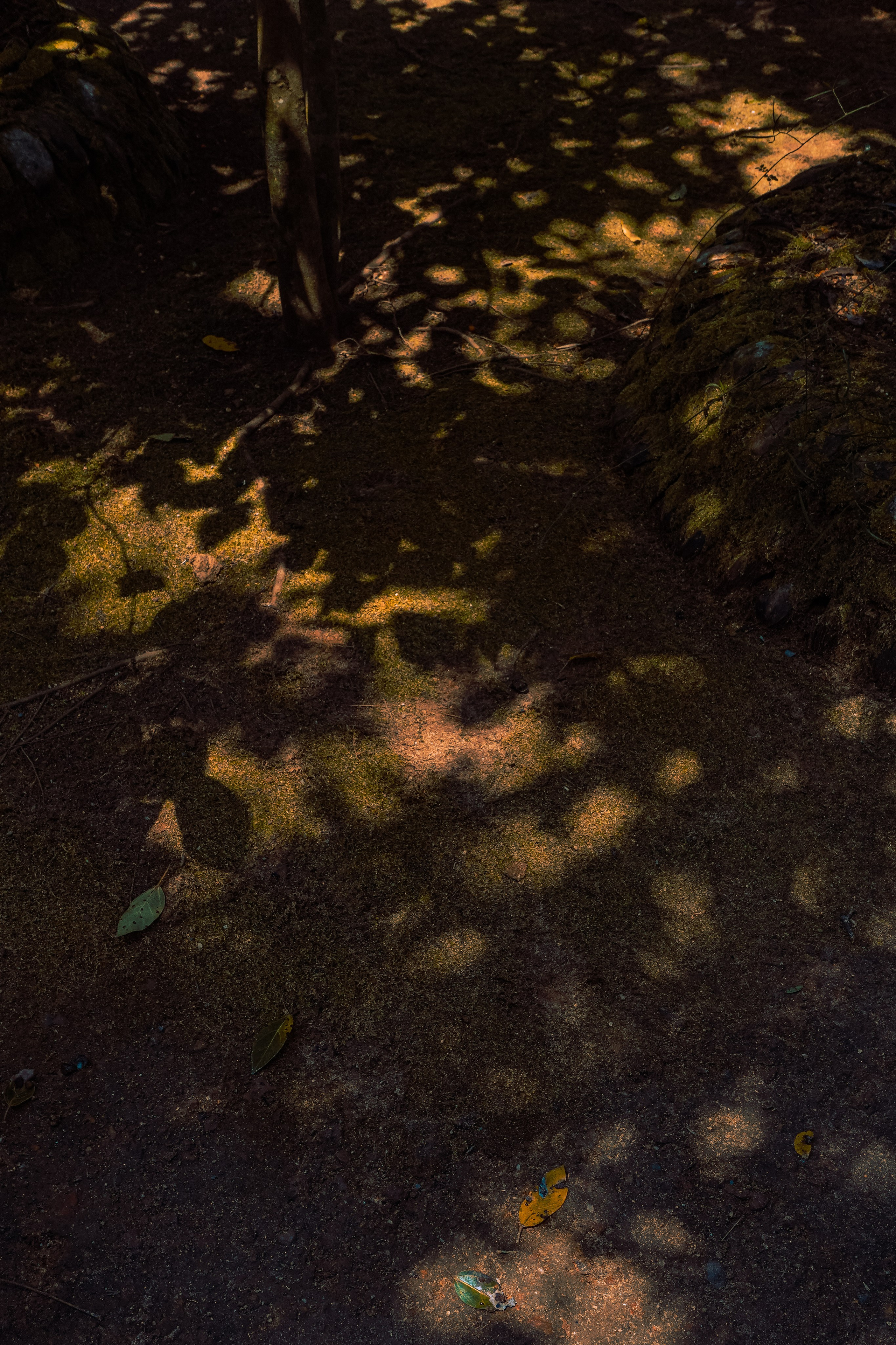 Шри-Ланка. Фотограф Алиса Аспер