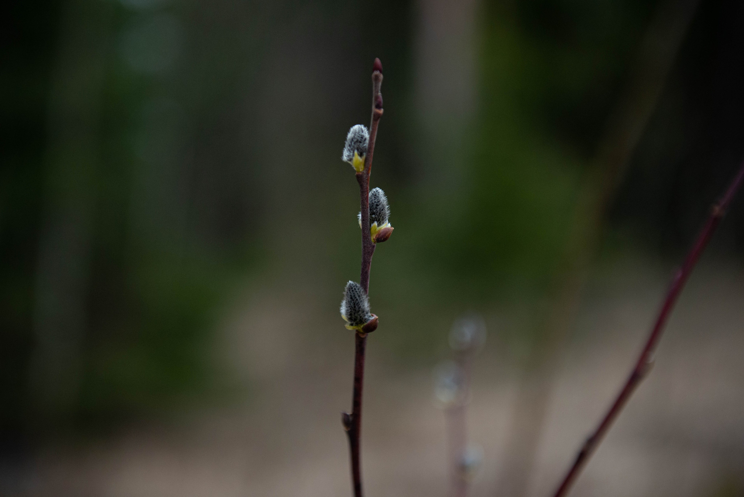 Лен. область. Фотограф Алиса Аспер