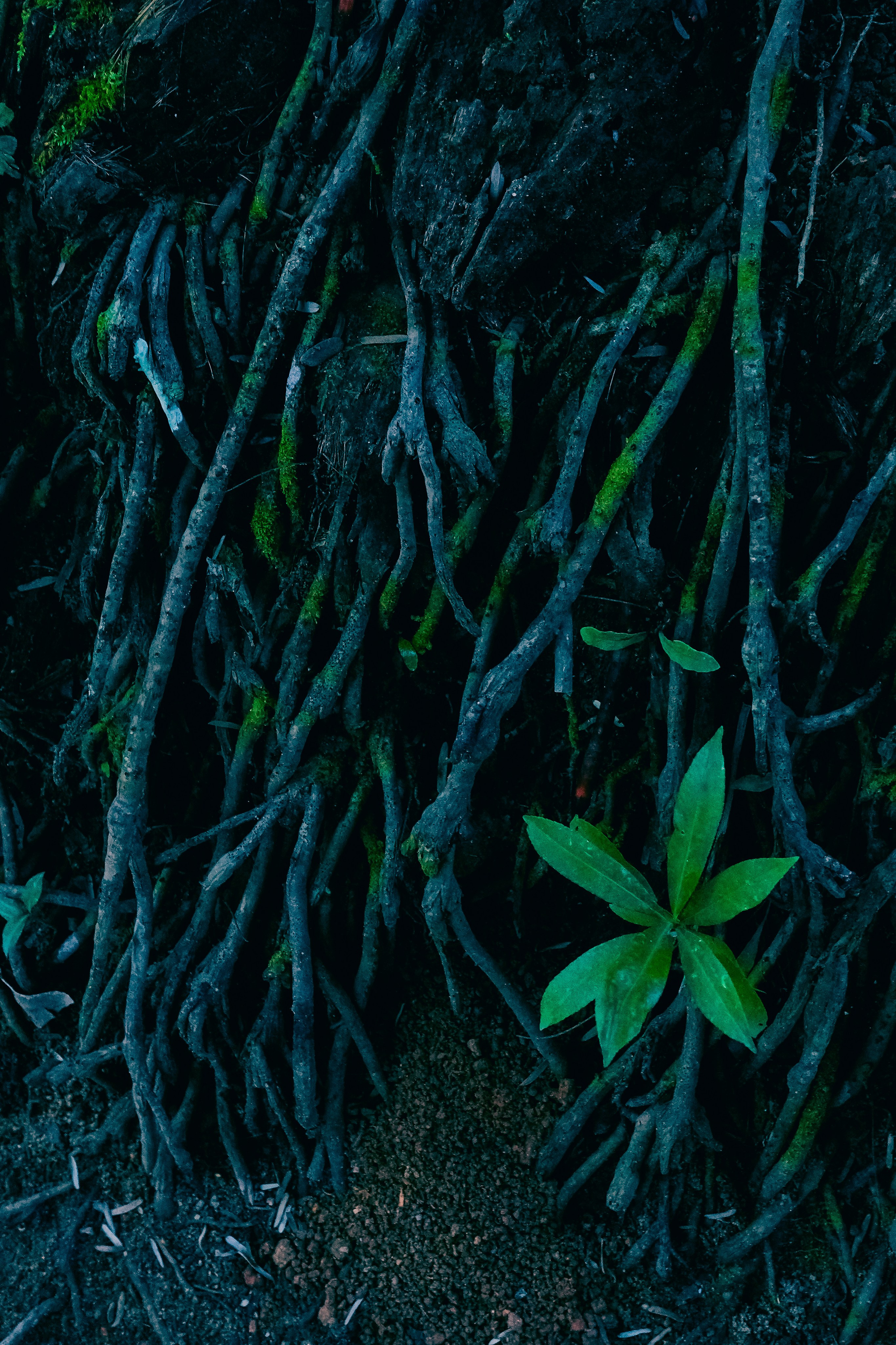 Шри-Ланка. Фотограф Алиса Аспер