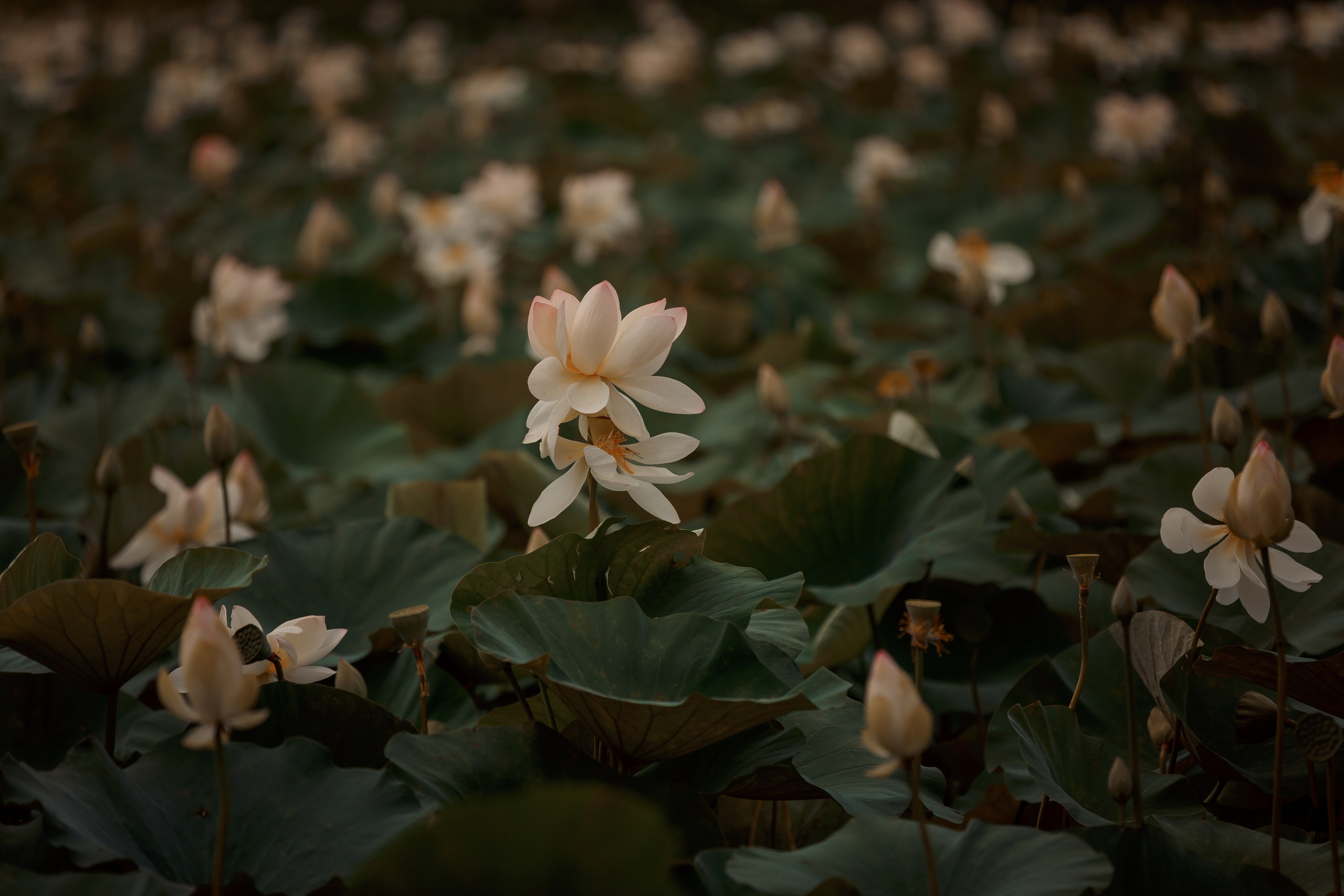 Пейзаж. Детская Конная фотография в Москве Юлия Шепелева
