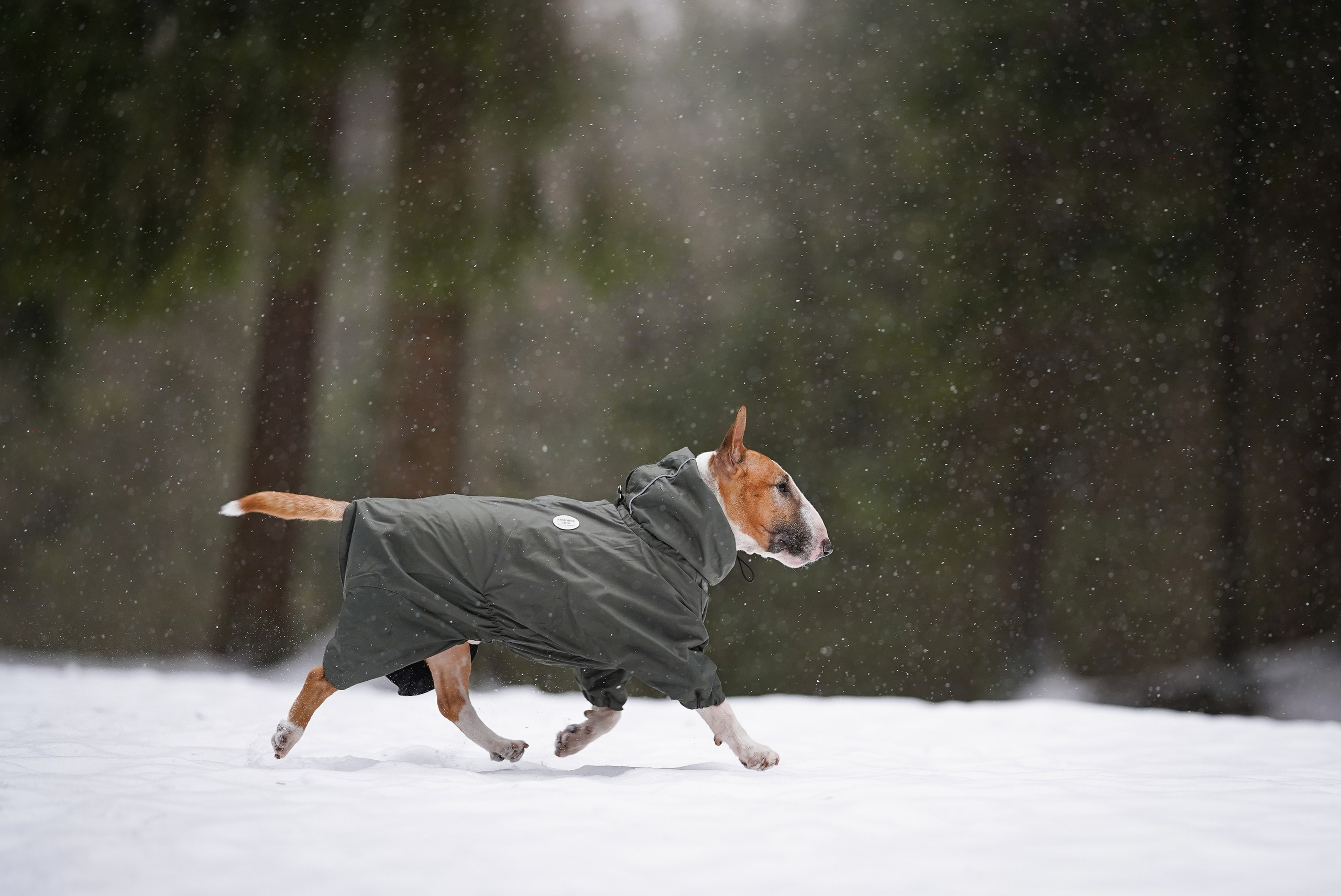 Юни и Панда. Фотограф-анималист в Санкт-Петербурге Яна Мартынова