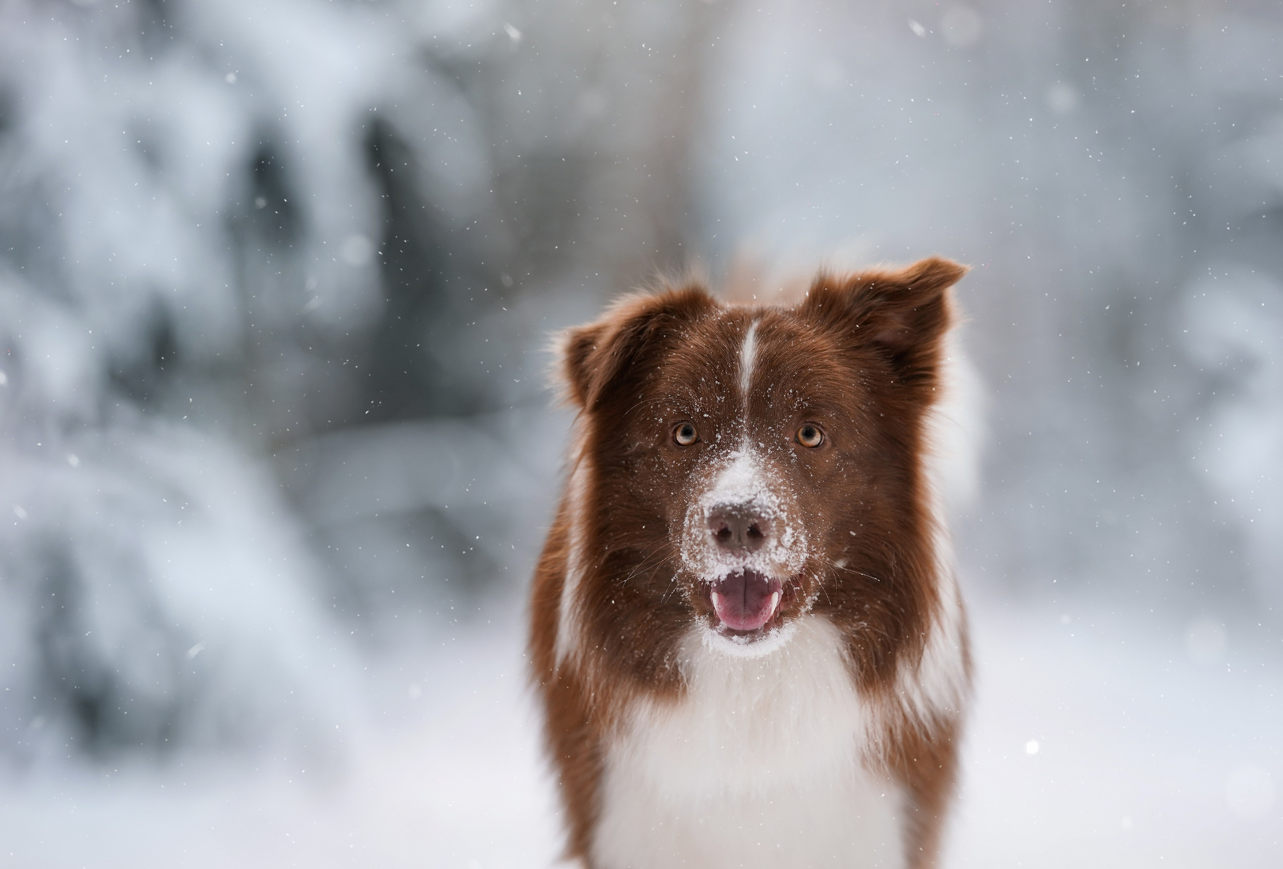 Катя и Ская. Фотограф-анималист в Санкт-Петербурге Яна Мартынова