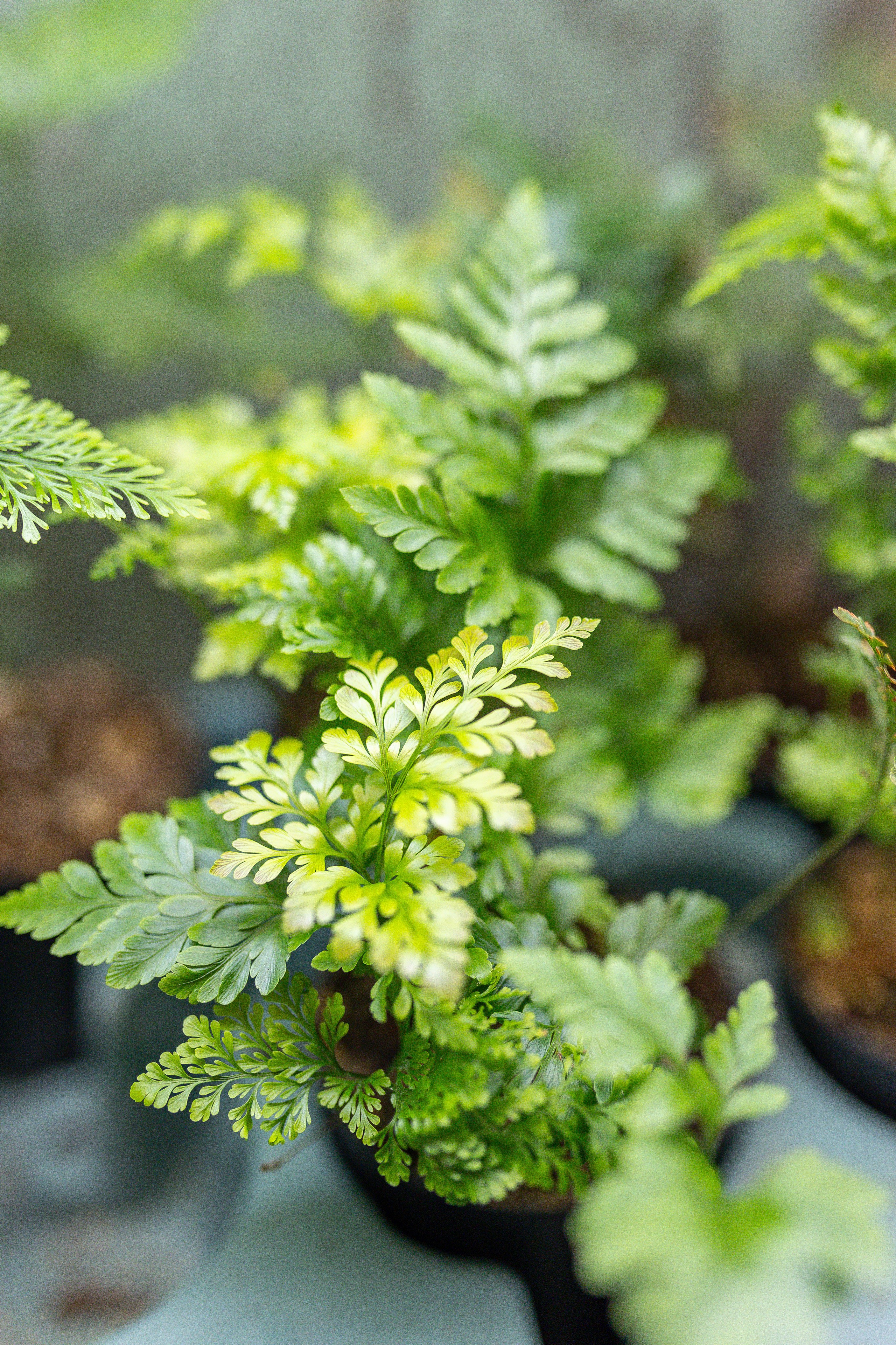 Green rare июнь 2025. Александра Куликова фотограф, Москва