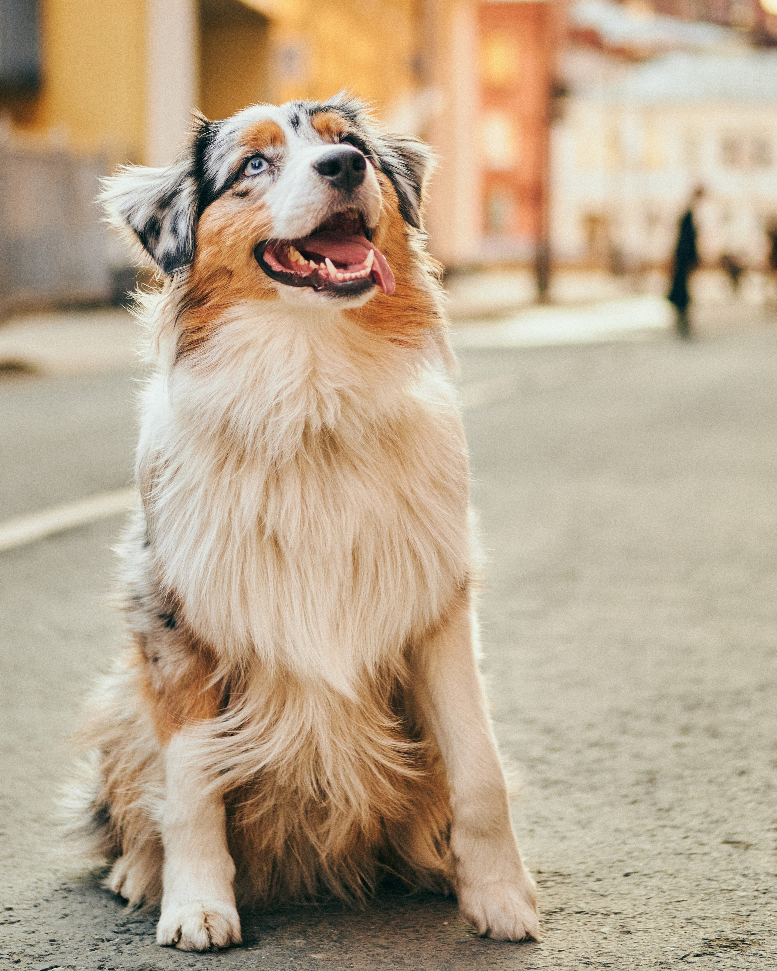 Фотосессия с собаками. Профессиональный фотограф в Москве — Максим Дьяконов