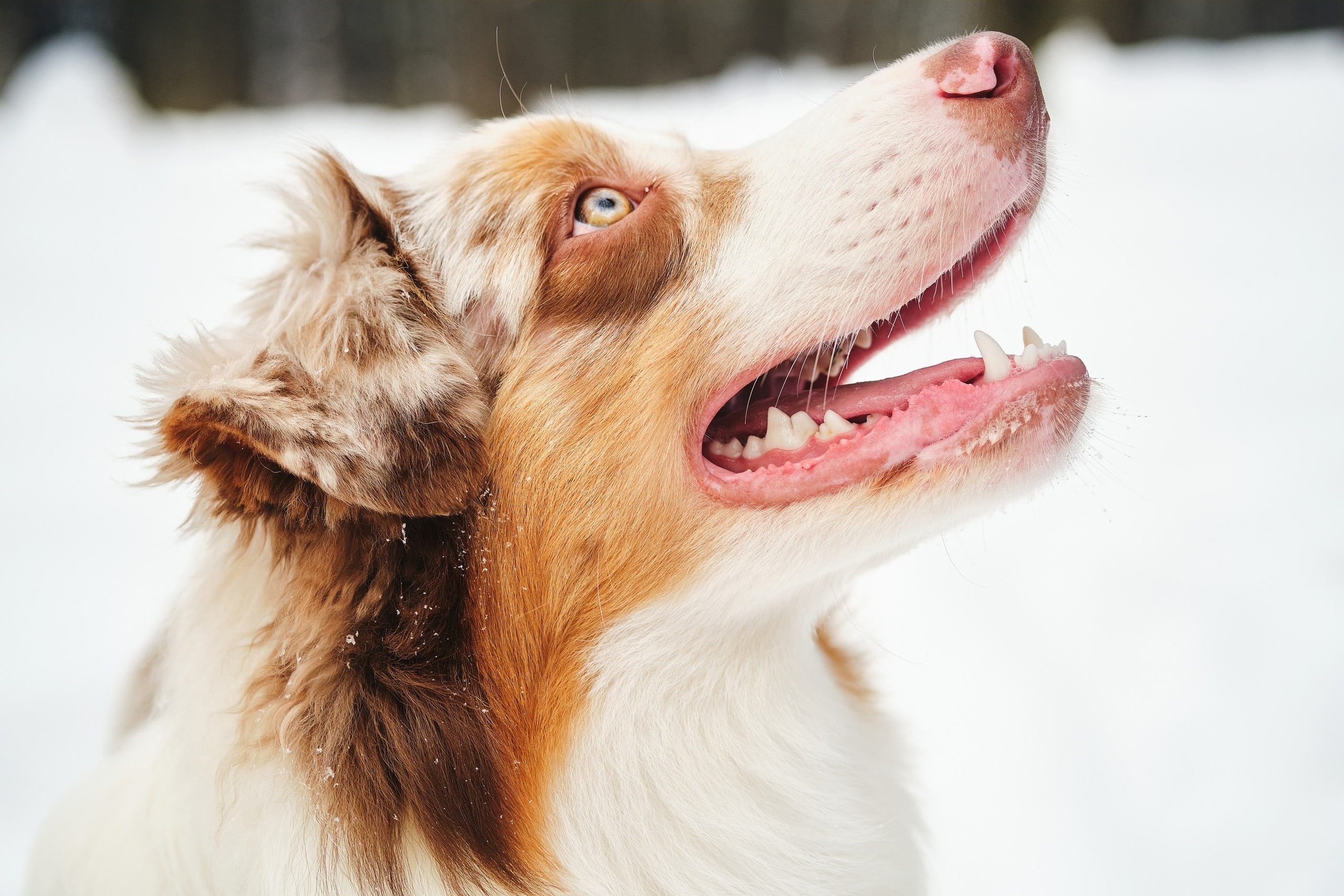 Фотограф животных в Москве и московской области. Профессиональный фотограф в Москве — Максим Дьяконов