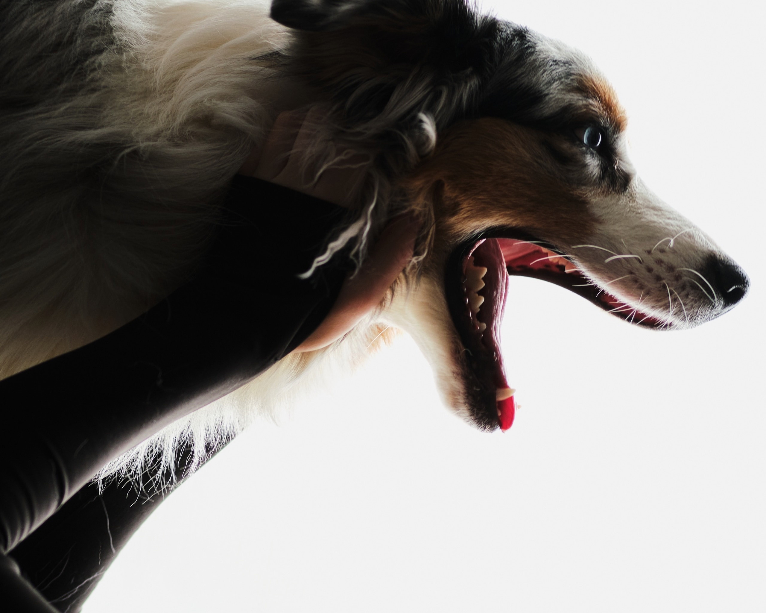 Фотограф животных в Москве и московской области. Профессиональный фотограф в Москве — Максим Дьяконов