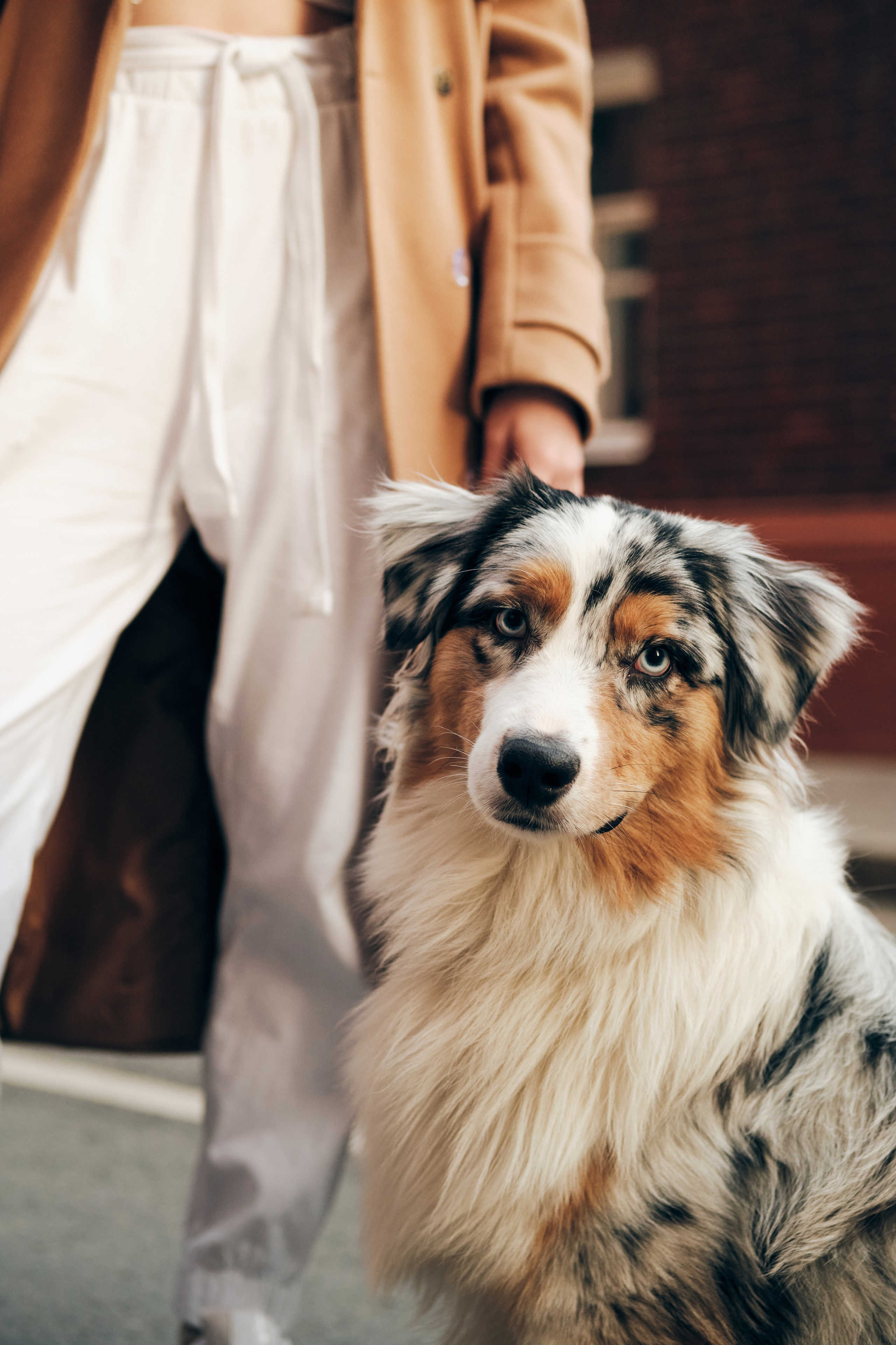 Фотосессия с собаками. Профессиональный фотограф в Москве — Максим Дьяконов