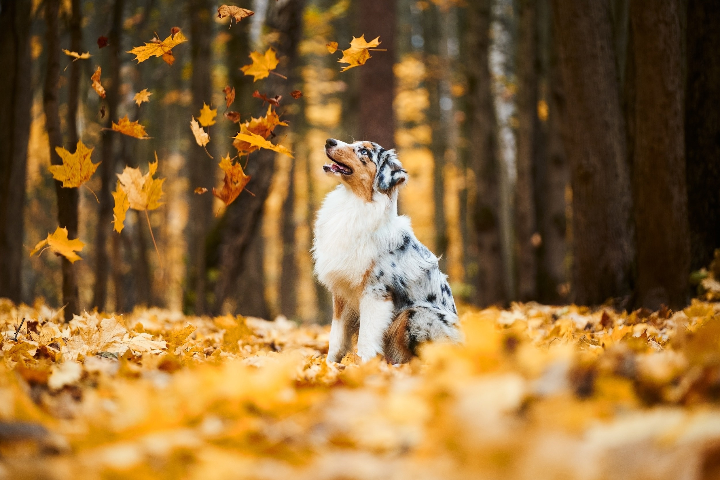 Фотограф животных в Москве и московской области. Профессиональный фотограф в Москве — Максим Дьяконов