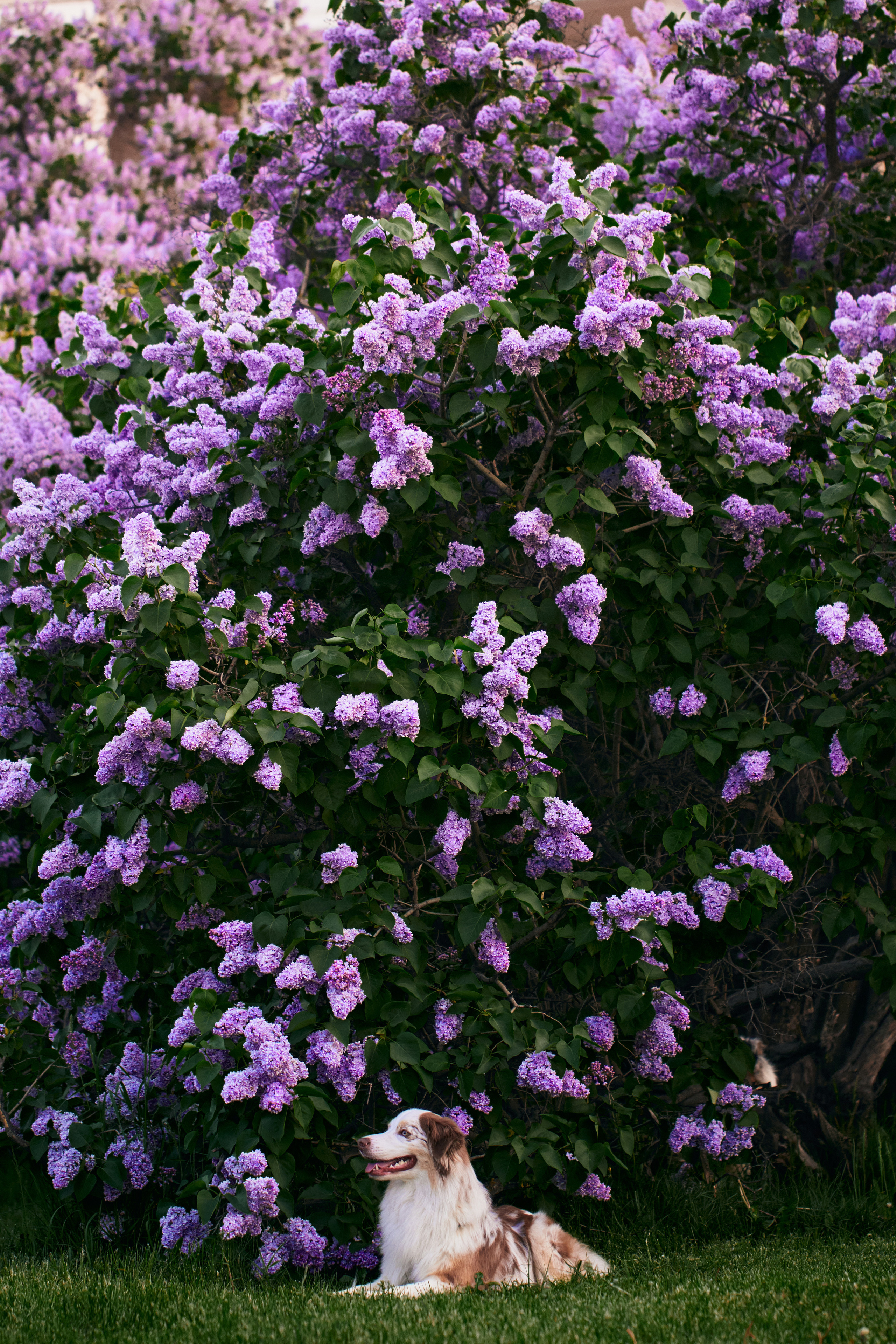 Фотосессия собаки с хозяйкой. Профессиональный фотограф в Москве — Максим Дьяконов