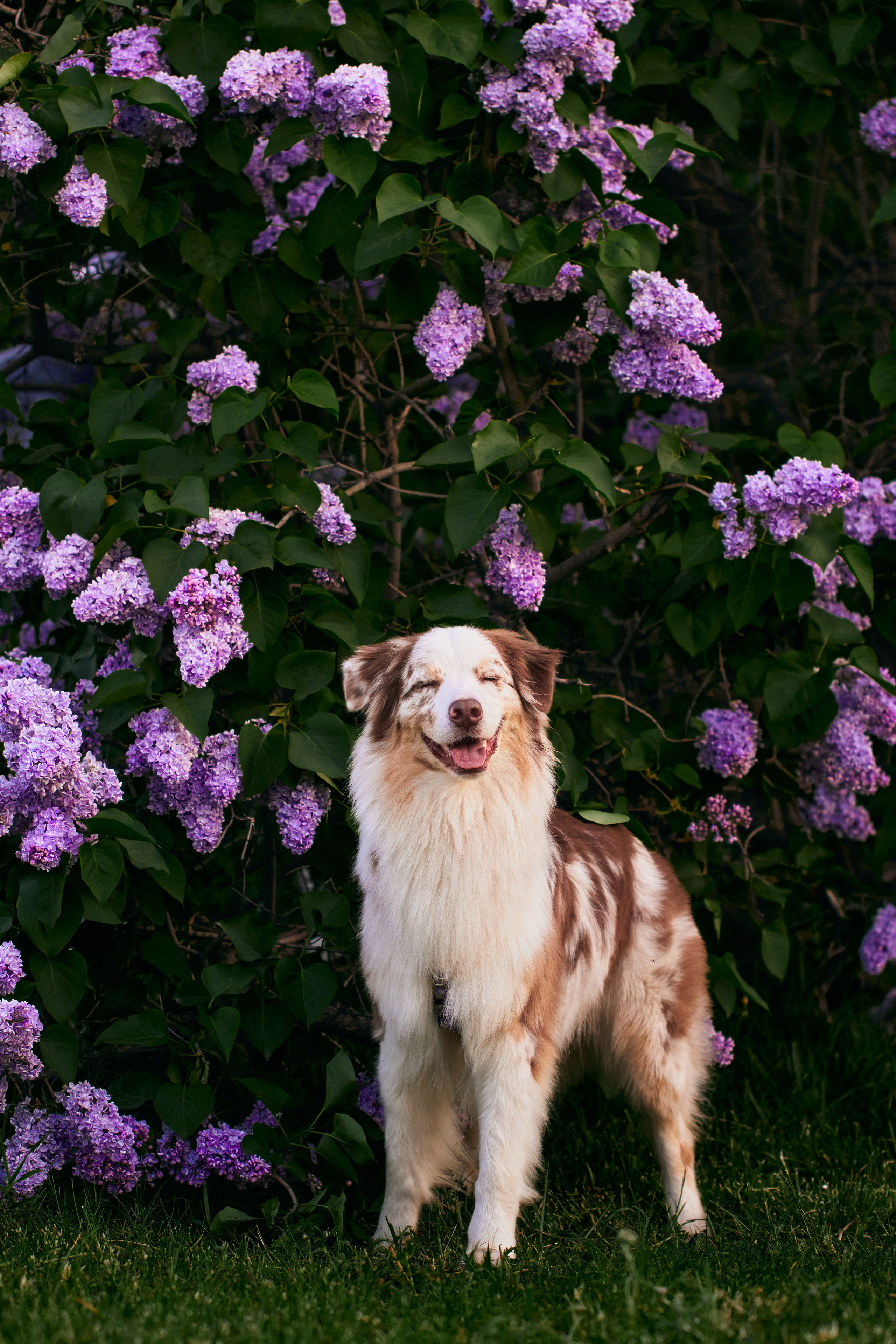 Фотосессия собаки с хозяйкой. Профессиональный фотограф в Москве — Максим Дьяконов