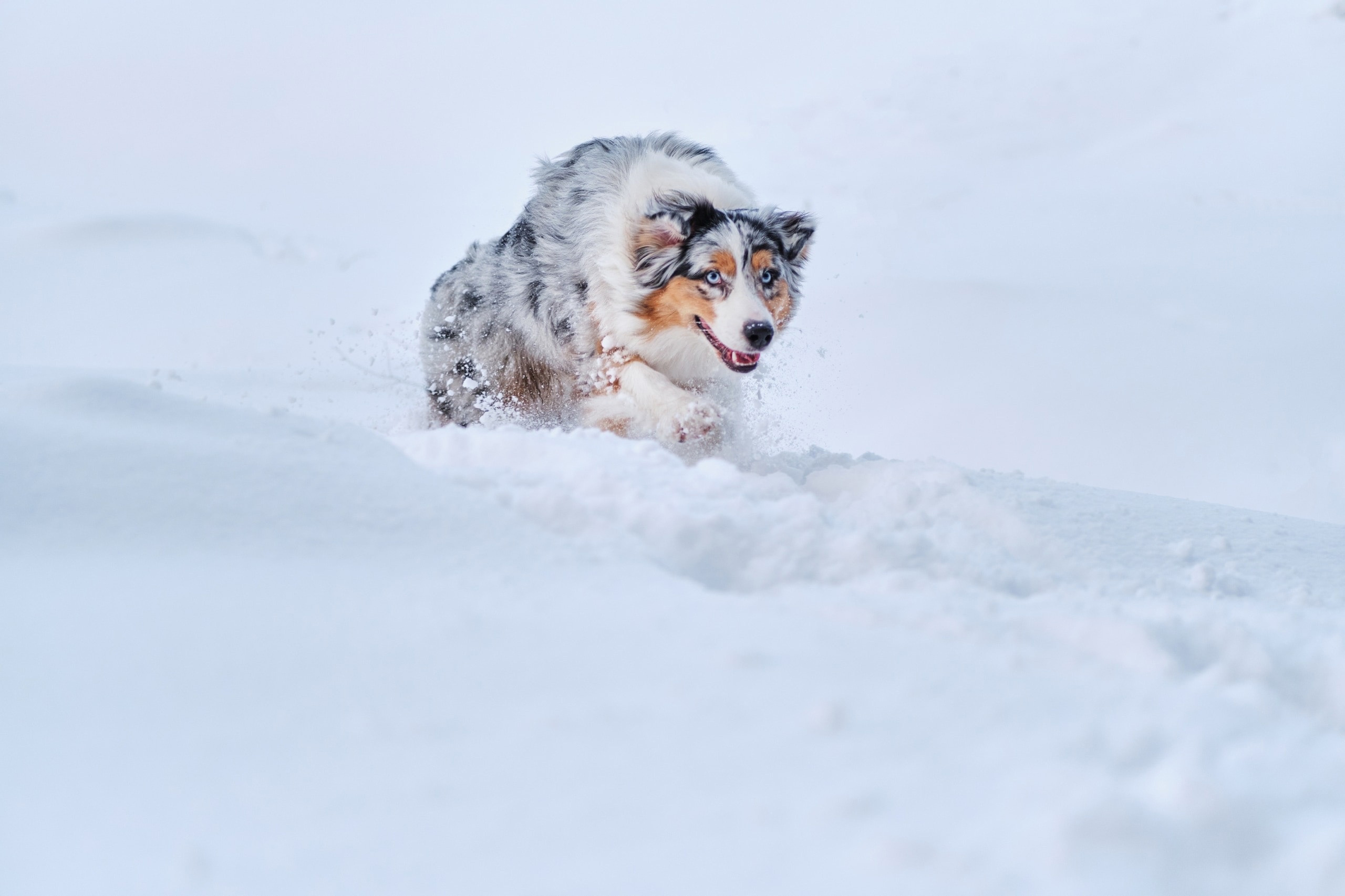 Фотограф животных в Москве и Московской области. Профессиональный фотограф в Москве — Максим Дьяконов