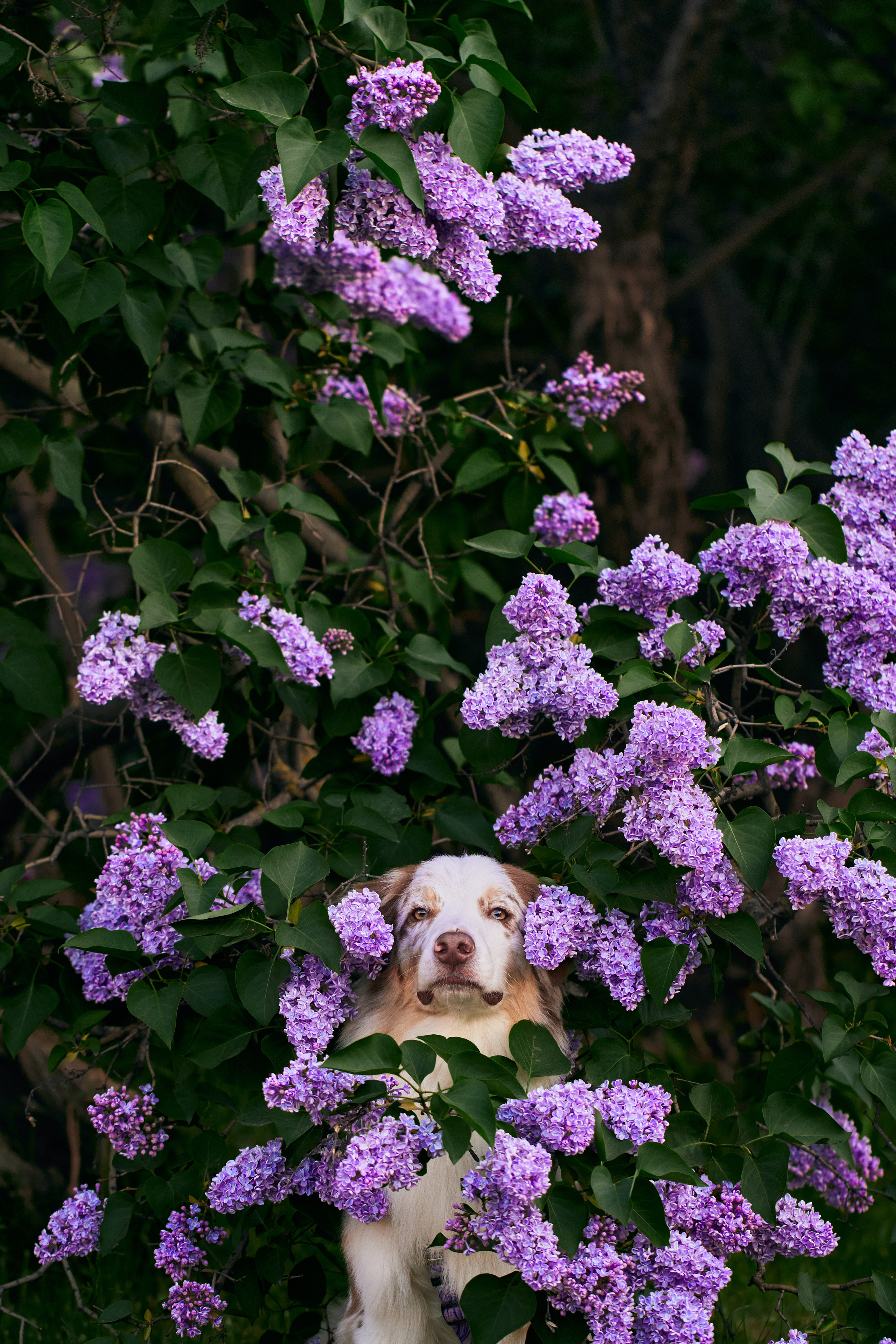 Фотосессия собаки с хозяйкой. Профессиональный фотограф в Москве — Максим Дьяконов