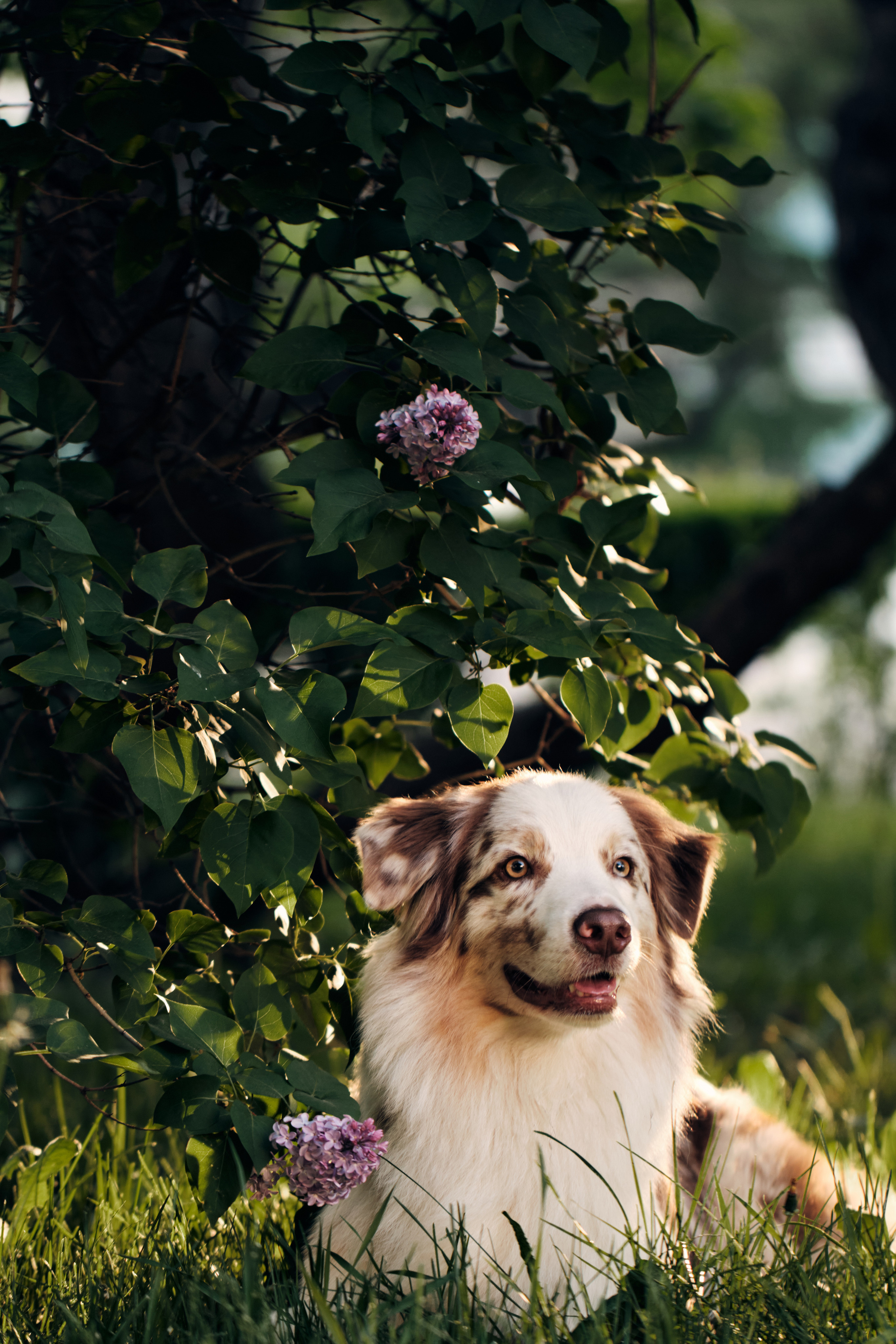 Фотосессия собаки с хозяйкой. Профессиональный фотограф в Москве — Максим Дьяконов