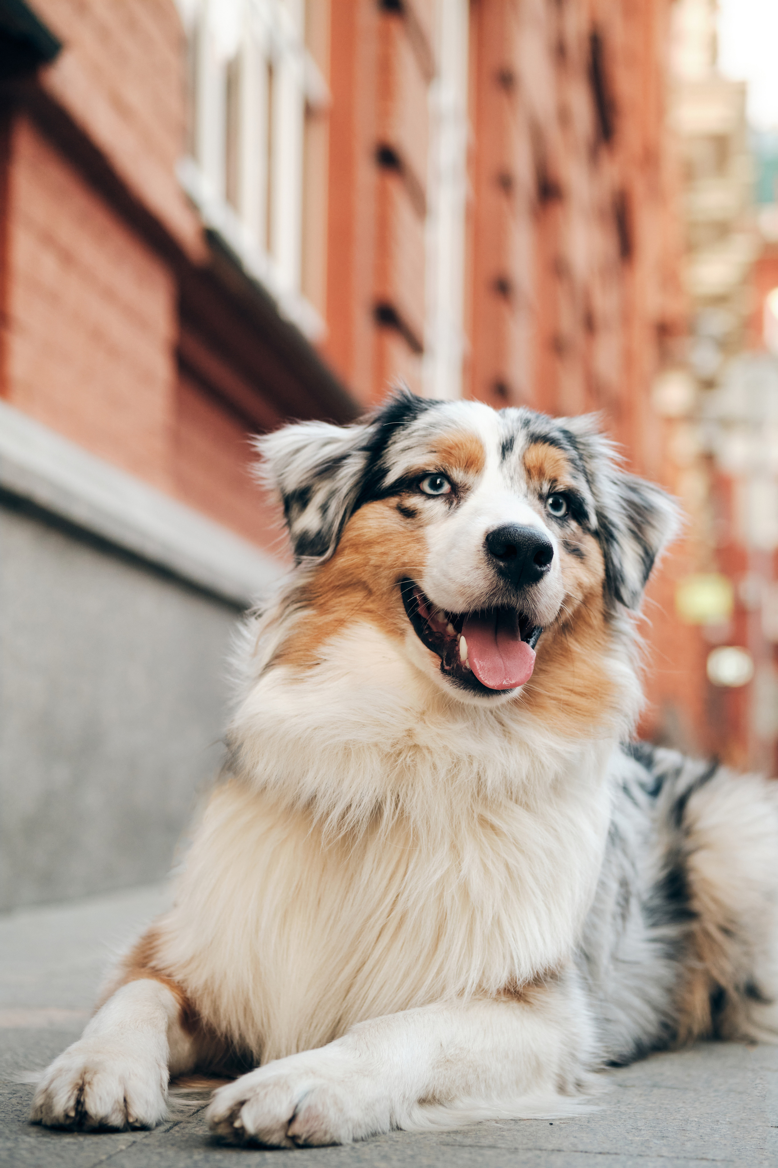 Фотосессия с собаками. Профессиональный фотограф в Москве — Максим Дьяконов