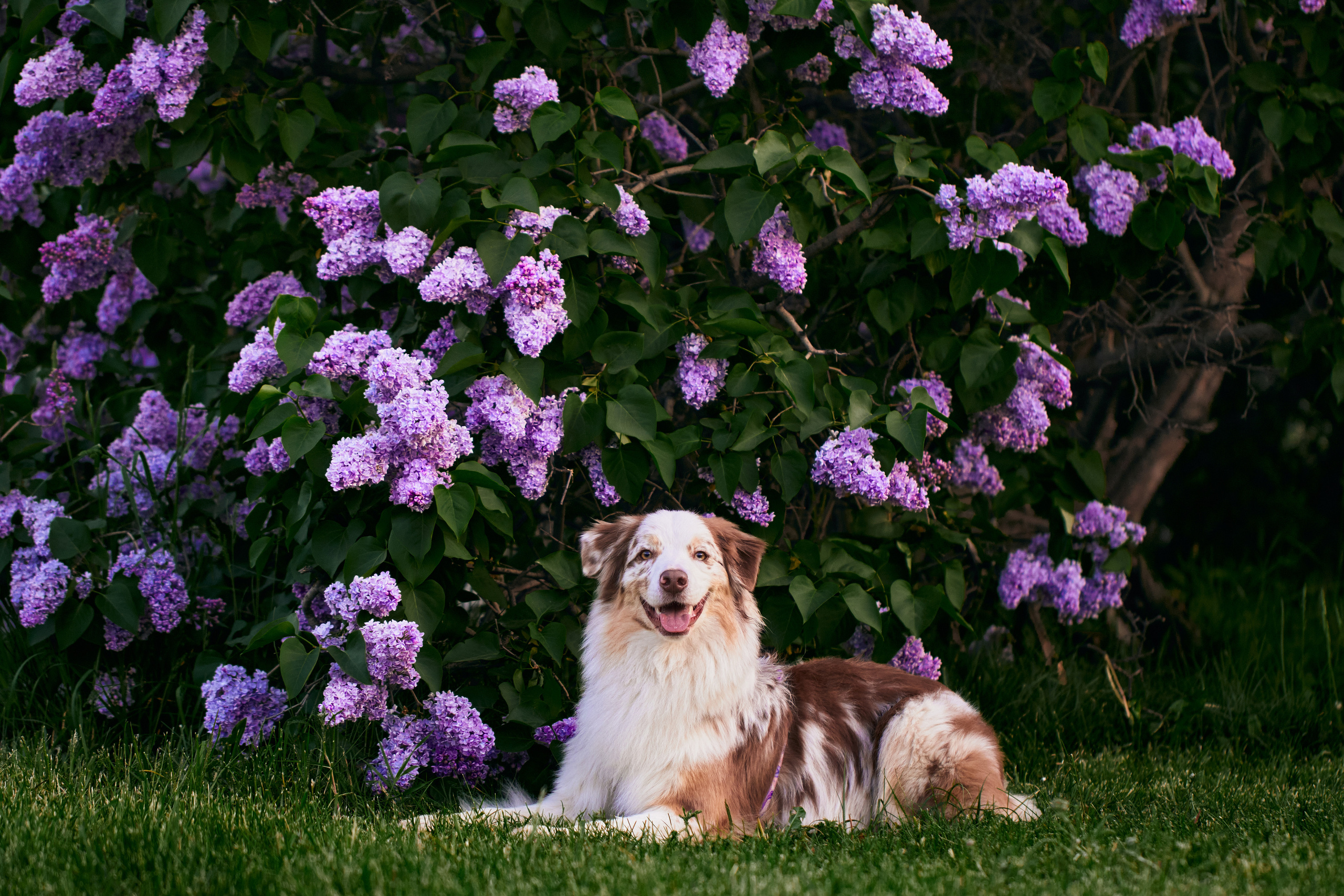 Фотосессия собаки с хозяйкой. Профессиональный фотограф в Москве — Максим Дьяконов