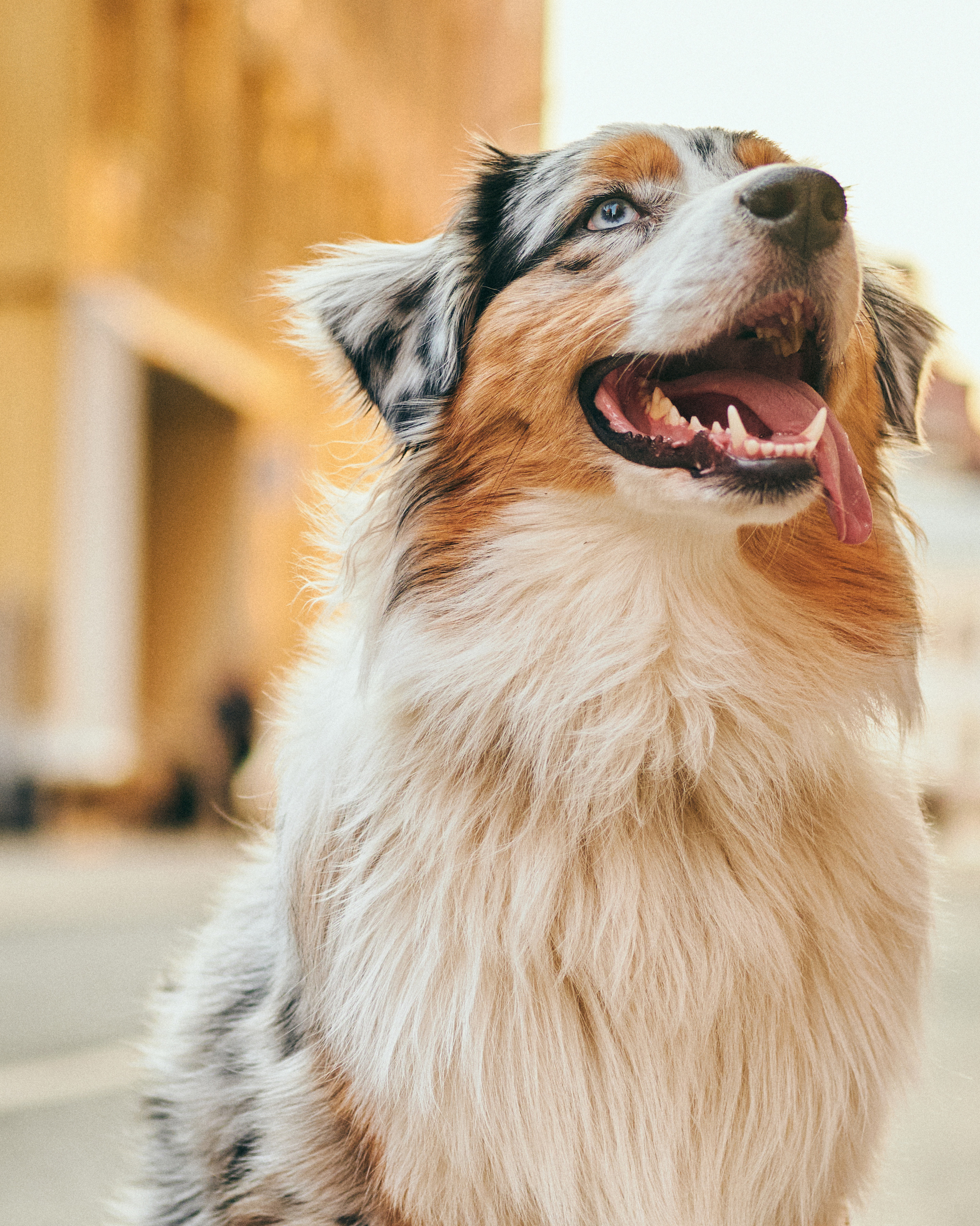 Фотосессия с собаками. Профессиональный фотограф в Москве — Максим Дьяконов