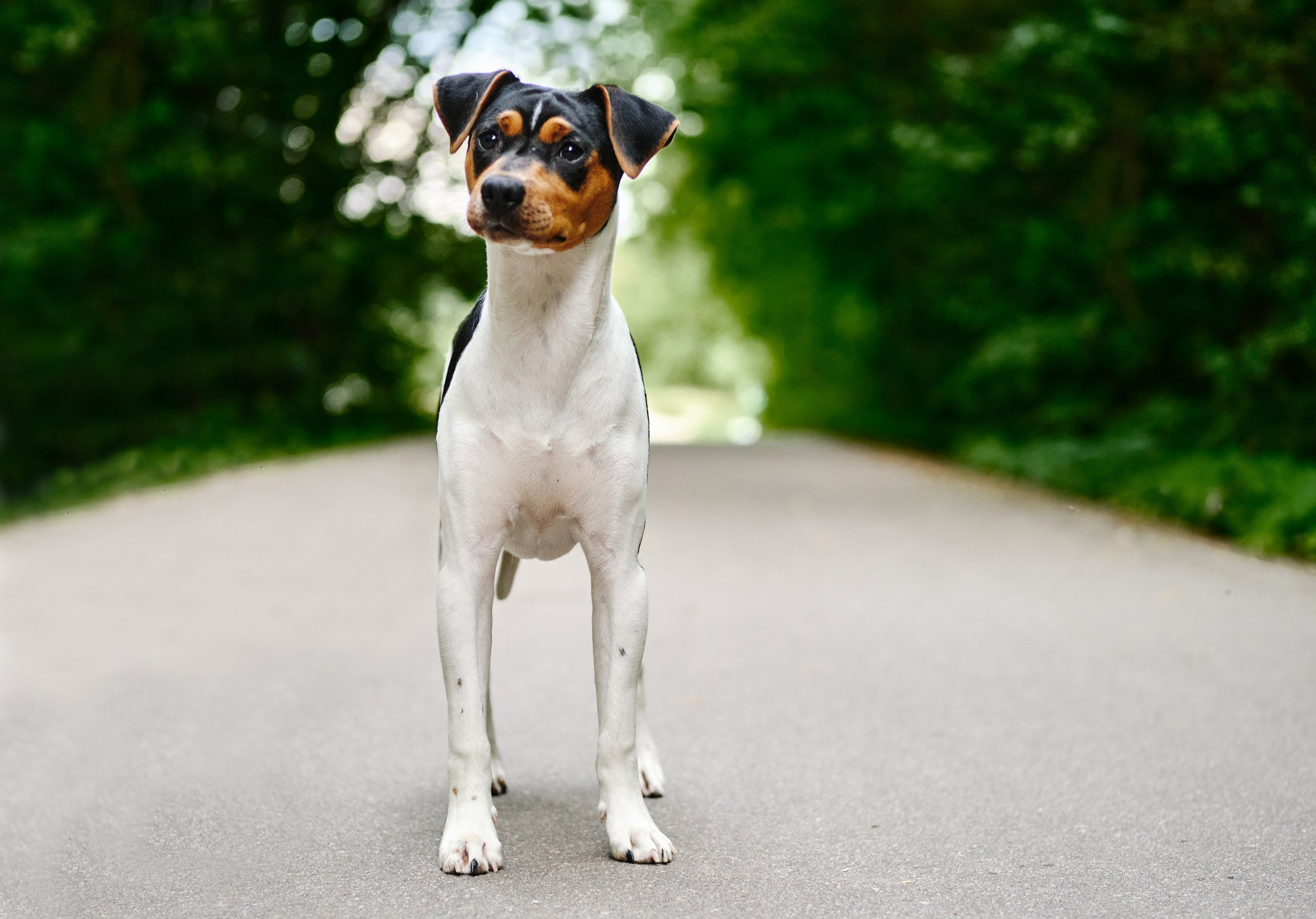 Фотограф животных в Москве и Московской области. Профессиональный фотограф в Москве — Максим Дьяконов