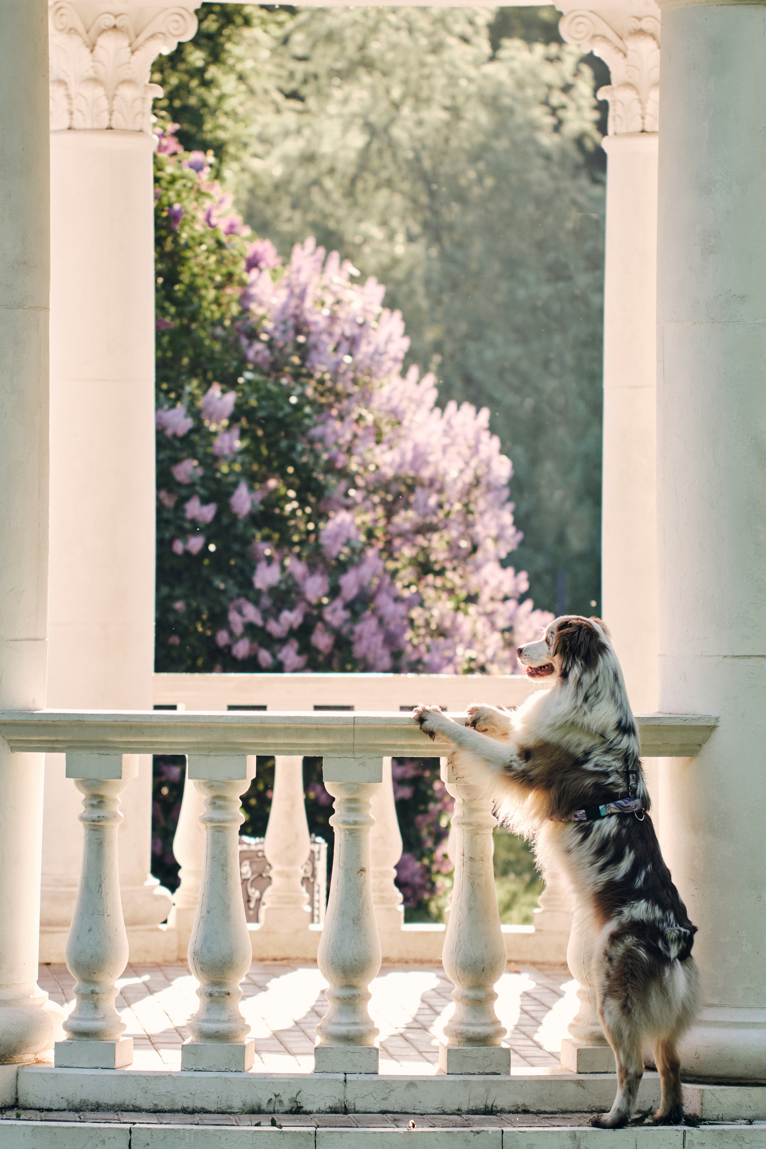 Фотосессия собаки с хозяйкой. Профессиональный фотограф в Москве — Максим Дьяконов