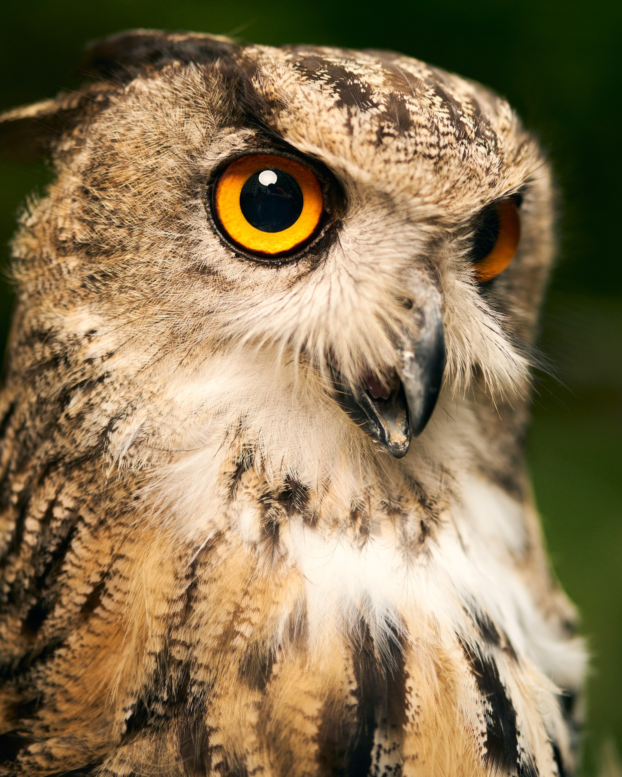 Фотограф животных в Москве и московской области. Профессиональный фотограф в Москве — Максим Дьяконов