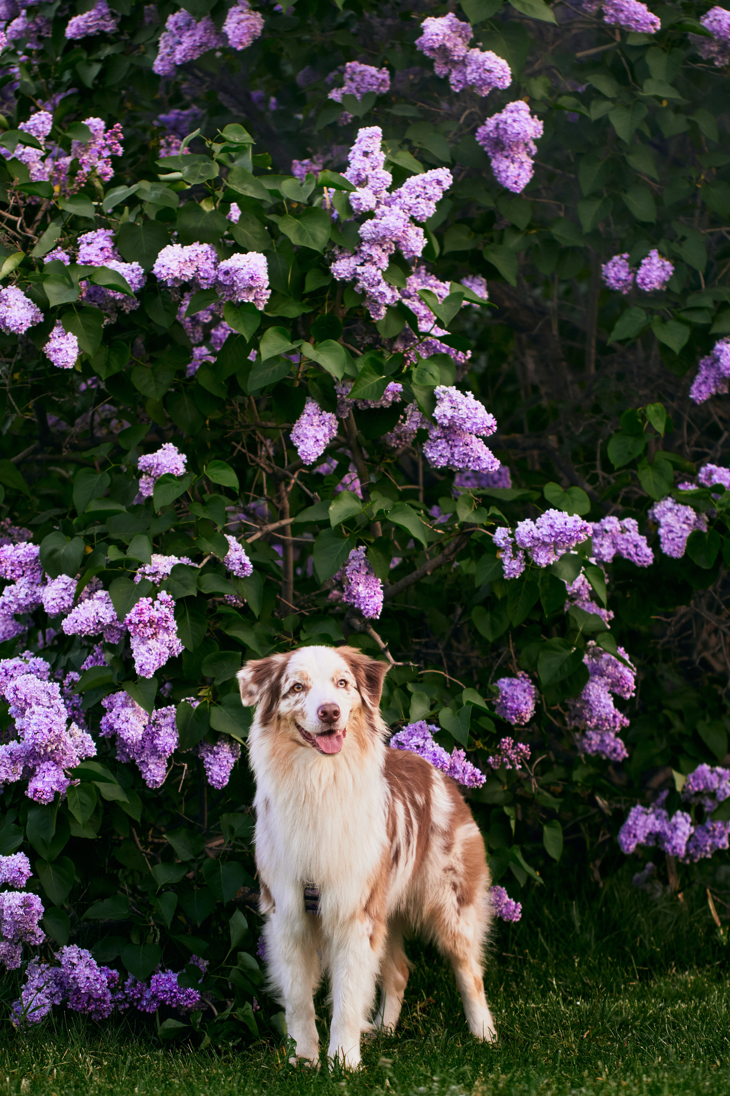 Фотосессия собаки с хозяйкой. Профессиональный фотограф в Москве — Максим Дьяконов