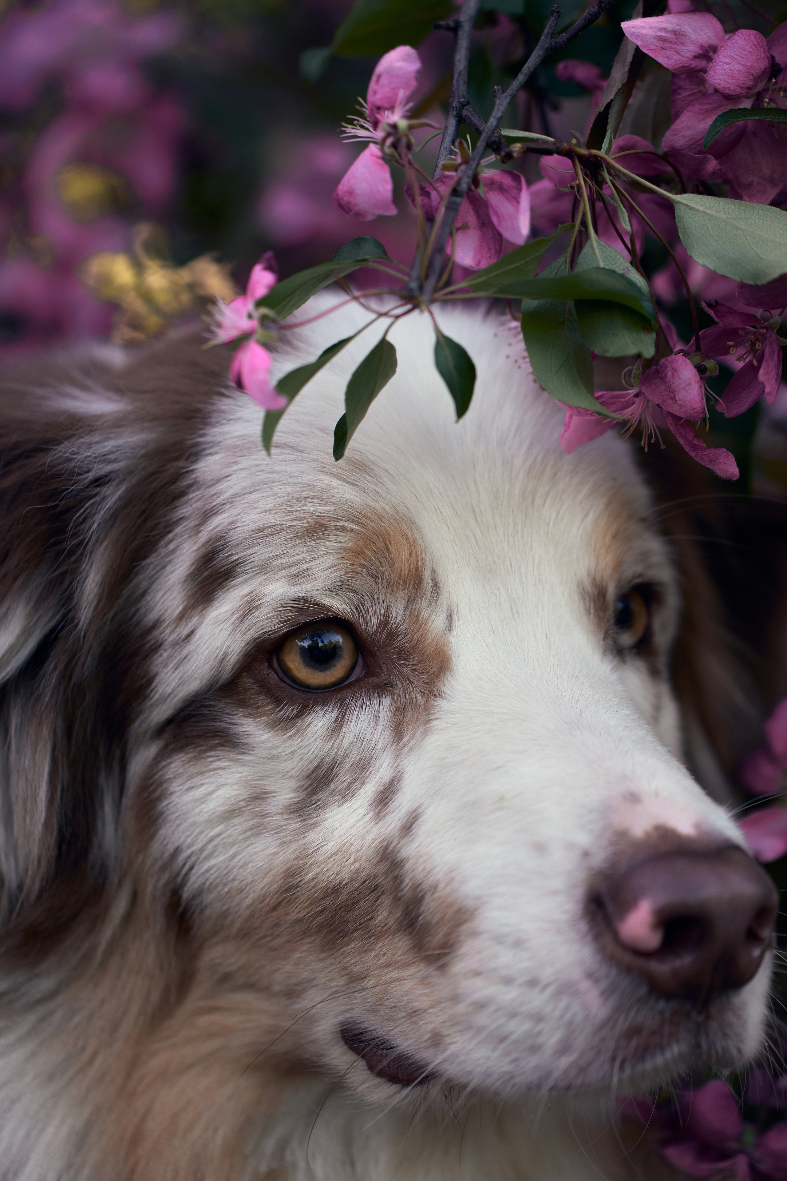 Фотосессия собаки с хозяйкой. Профессиональный фотограф в Москве — Максим Дьяконов