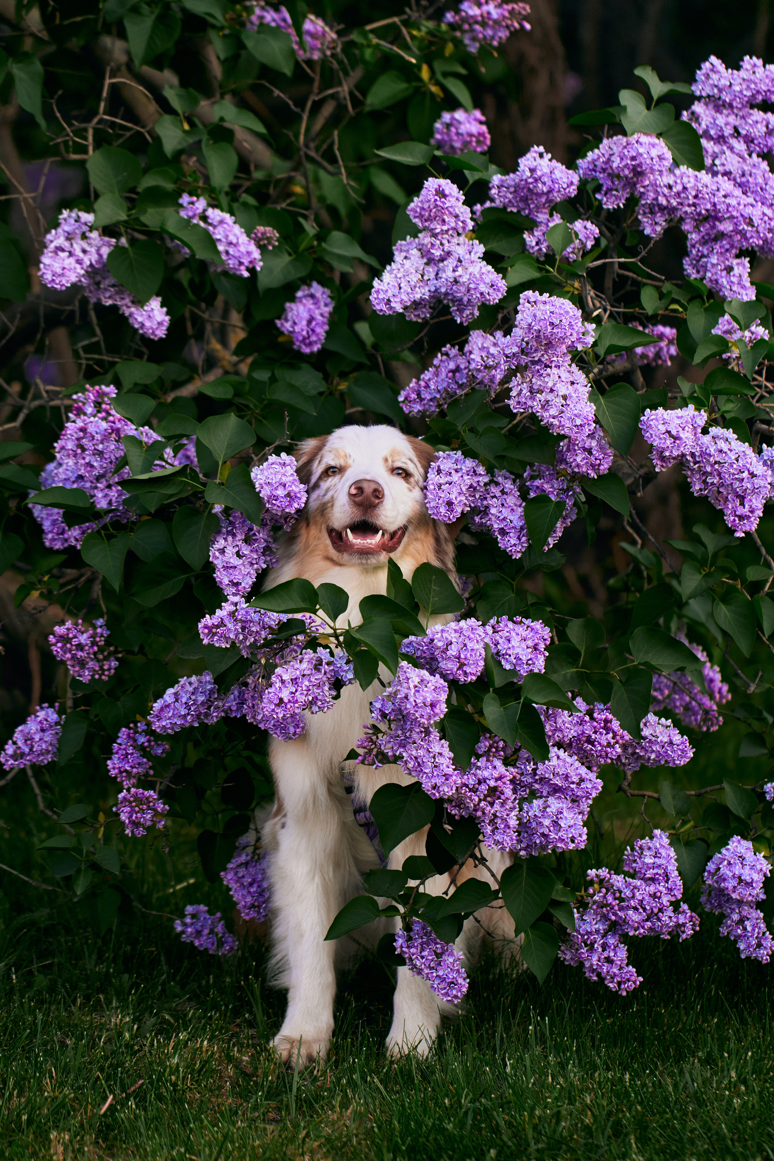 Фотосессия собаки с хозяйкой. Профессиональный фотограф в Москве — Максим Дьяконов