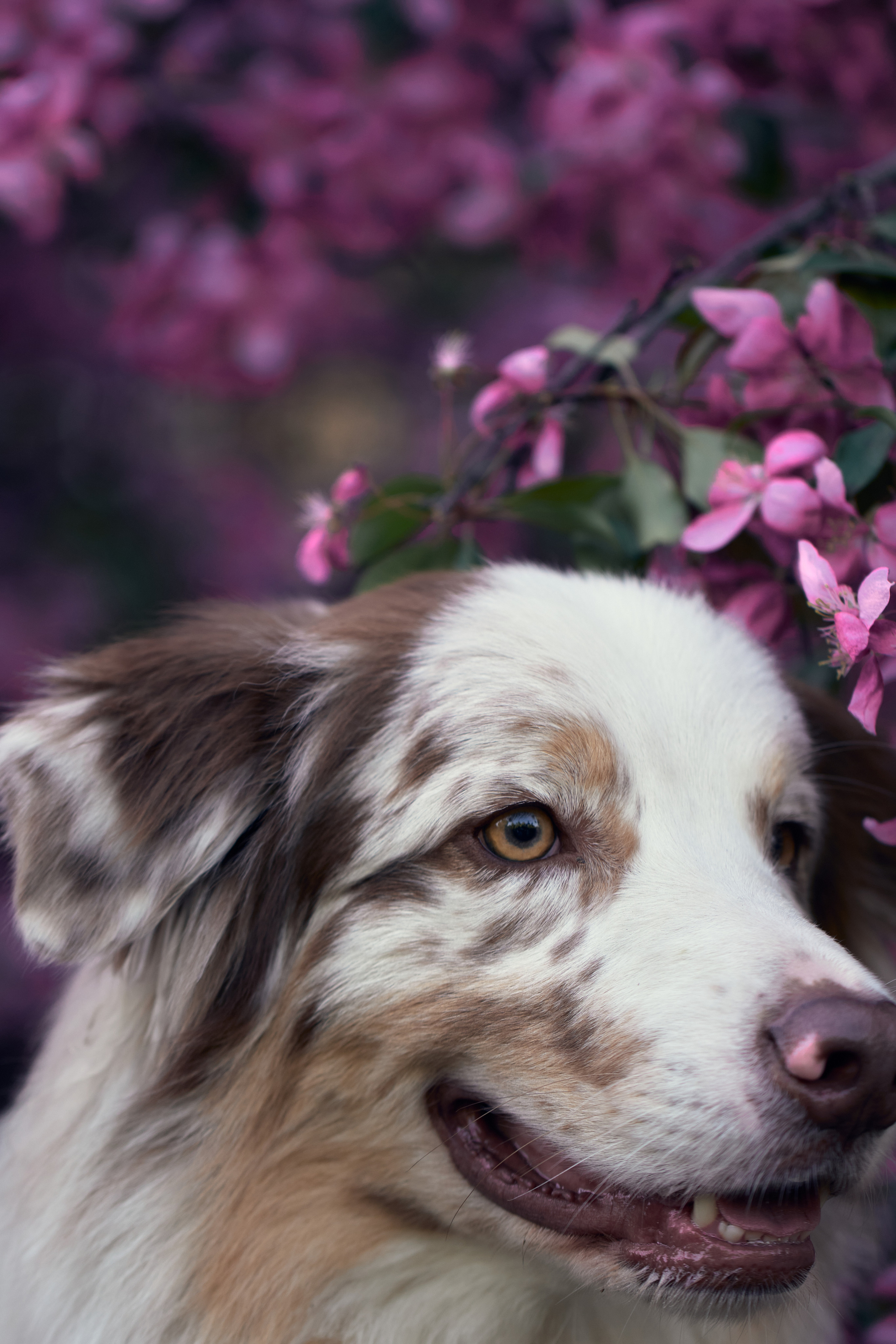 Фотосессия собаки с хозяйкой. Профессиональный фотограф в Москве — Максим Дьяконов