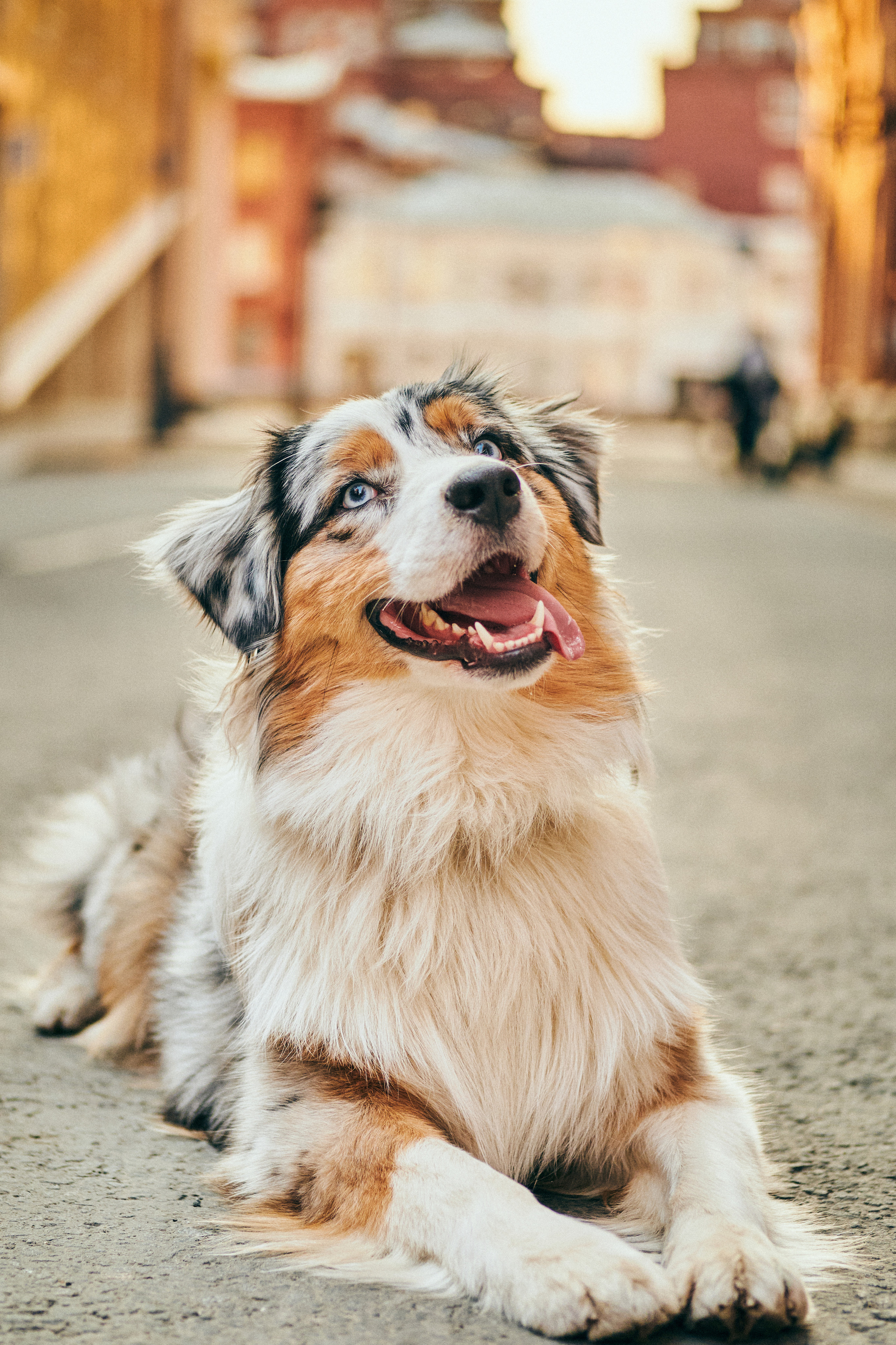 Фотосессия с собаками. Профессиональный фотограф в Москве — Максим Дьяконов