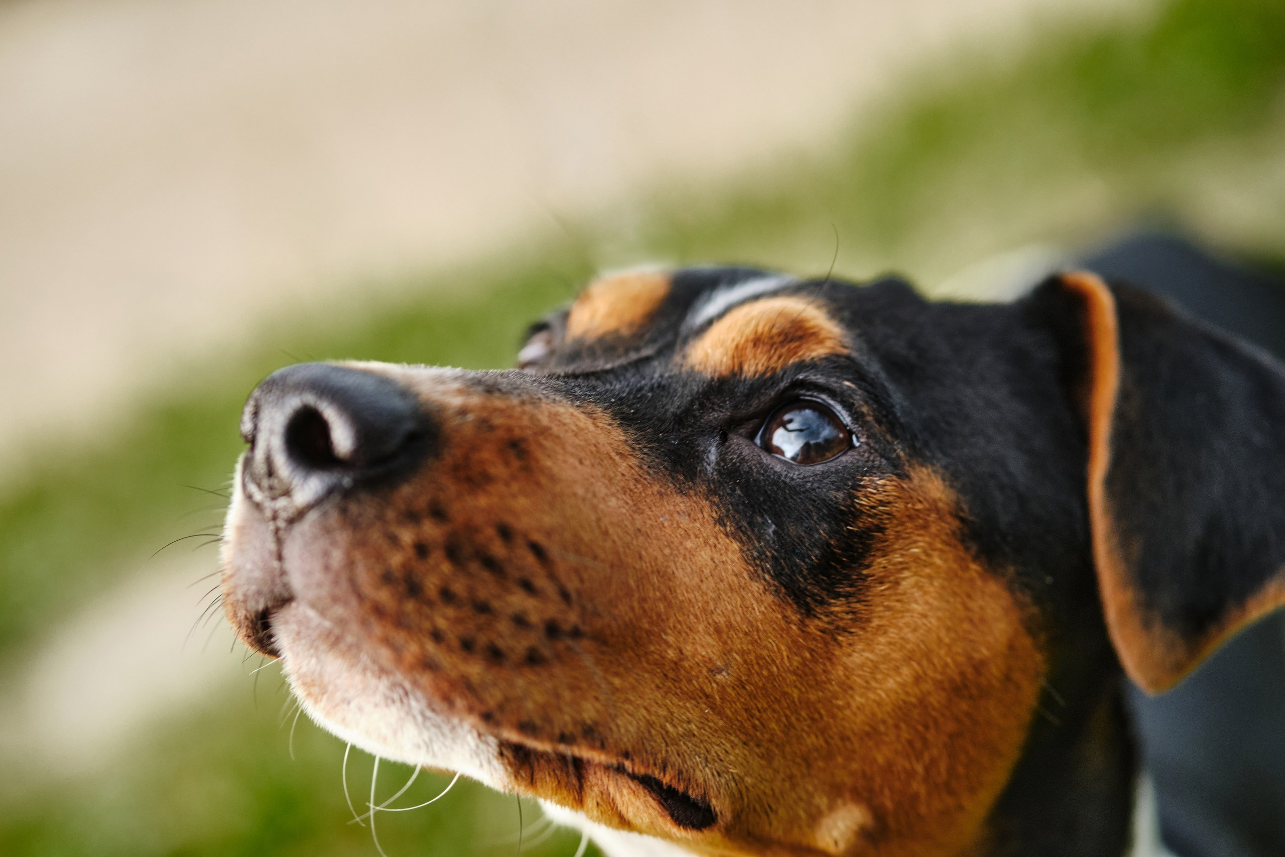 Фотограф животных в Москве и Московской области. Профессиональный фотограф в Москве — Максим Дьяконов