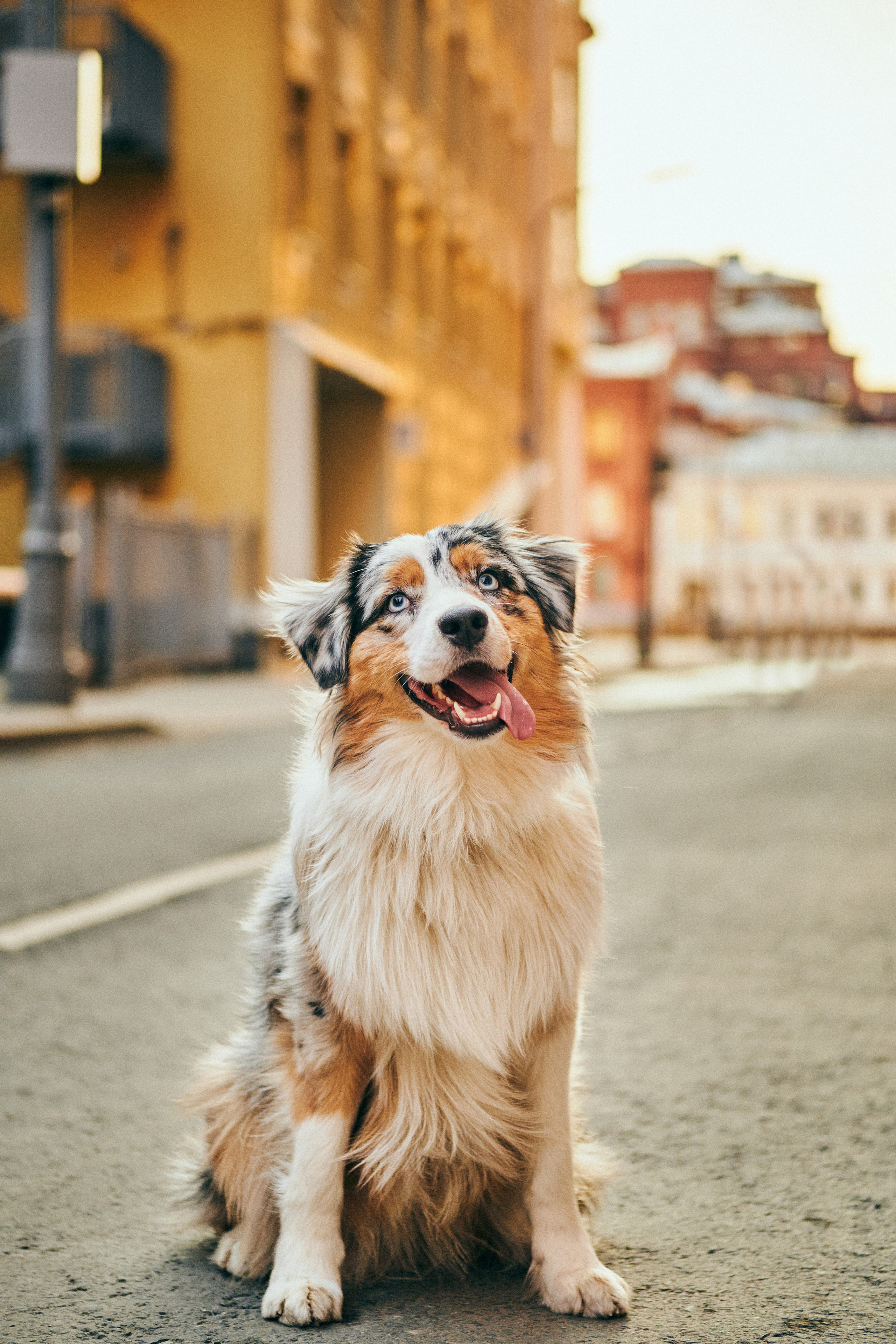 Фотосессия с собаками. Профессиональный фотограф в Москве — Максим Дьяконов
