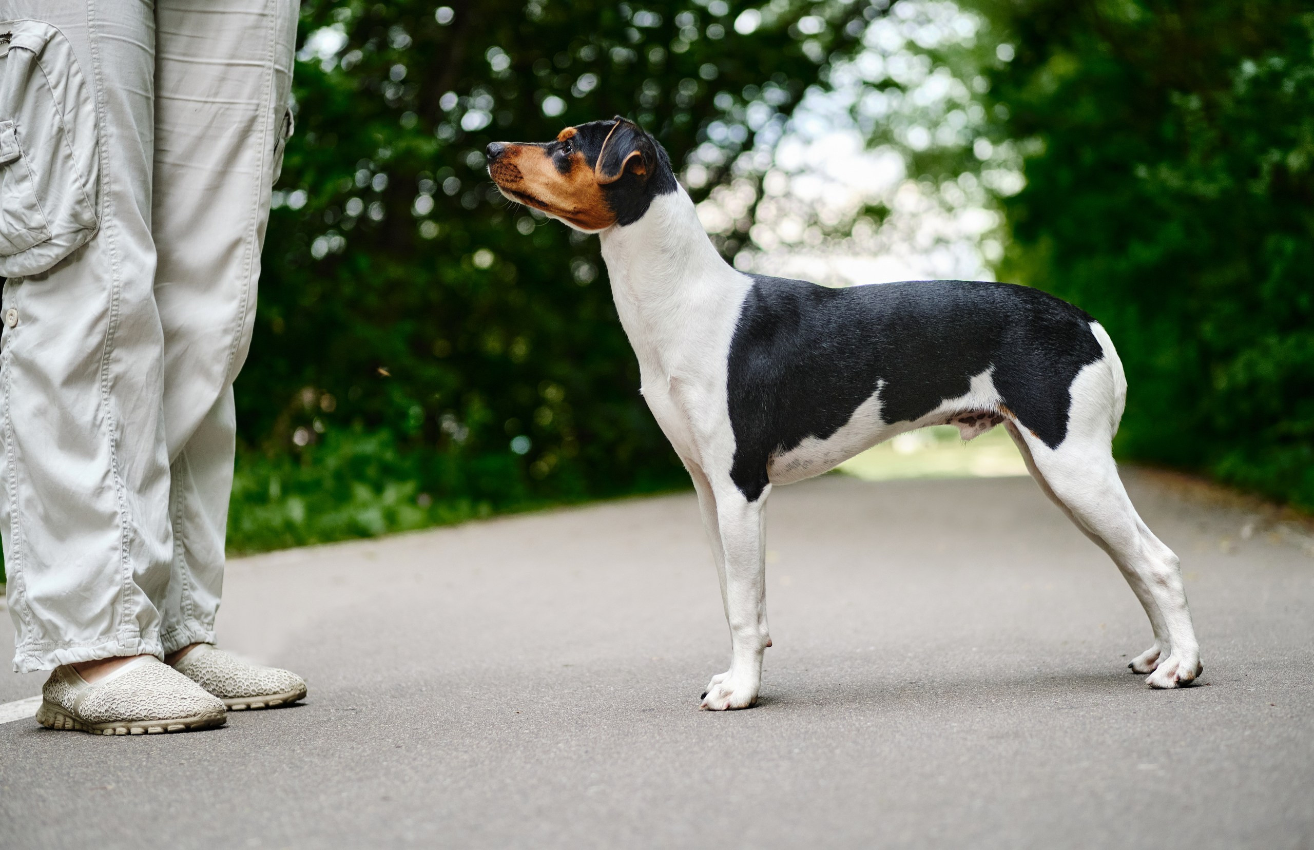 Фотограф животных в Москве и московской области. Профессиональный фотограф в Москве — Максим Дьяконов