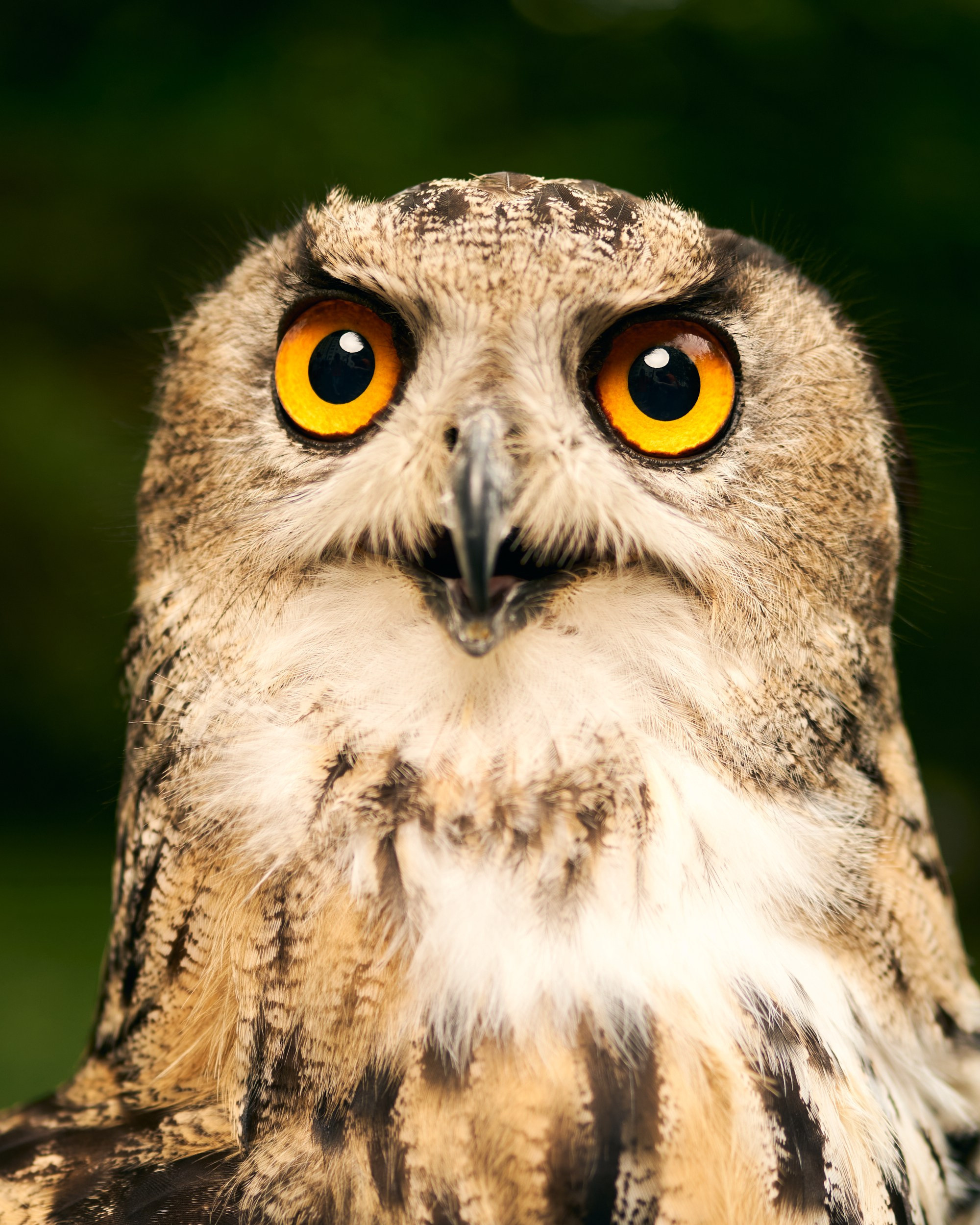 Фотограф животных в Москве и московской области. Профессиональный фотограф в Москве — Максим Дьяконов