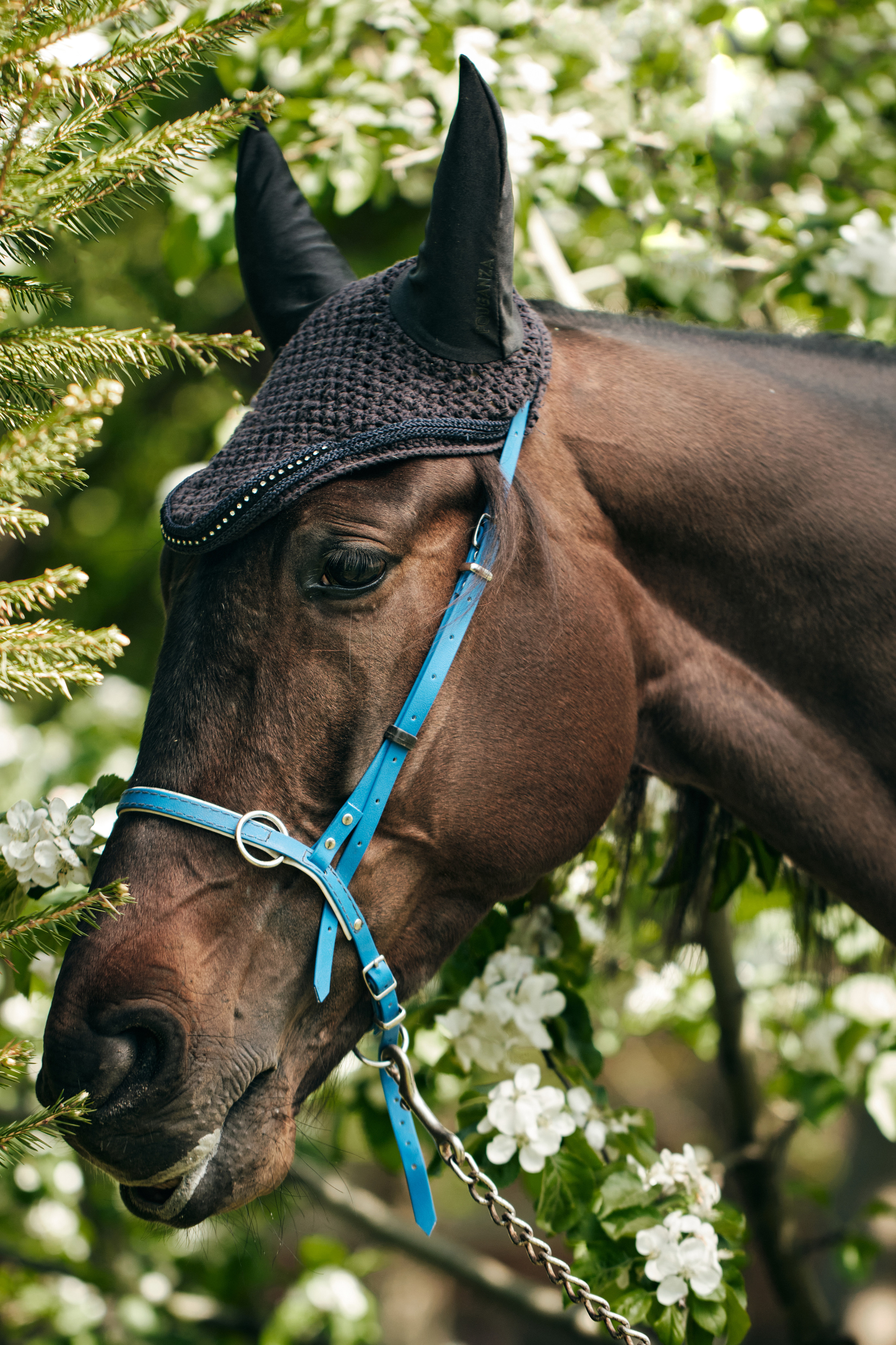 Фотосессия с лошадью. Профессиональный фотограф в Москве — Максим Дьяконов