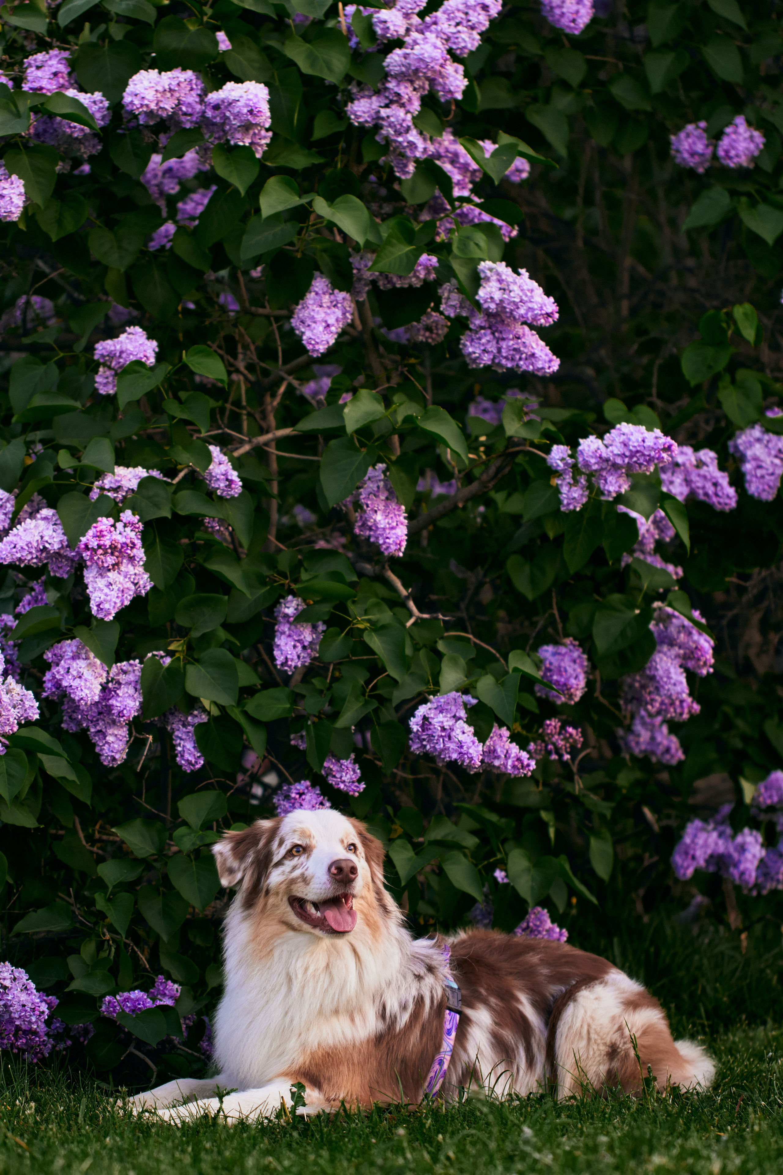 Фотосессия собаки с хозяйкой. Профессиональный фотограф в Москве — Максим Дьяконов