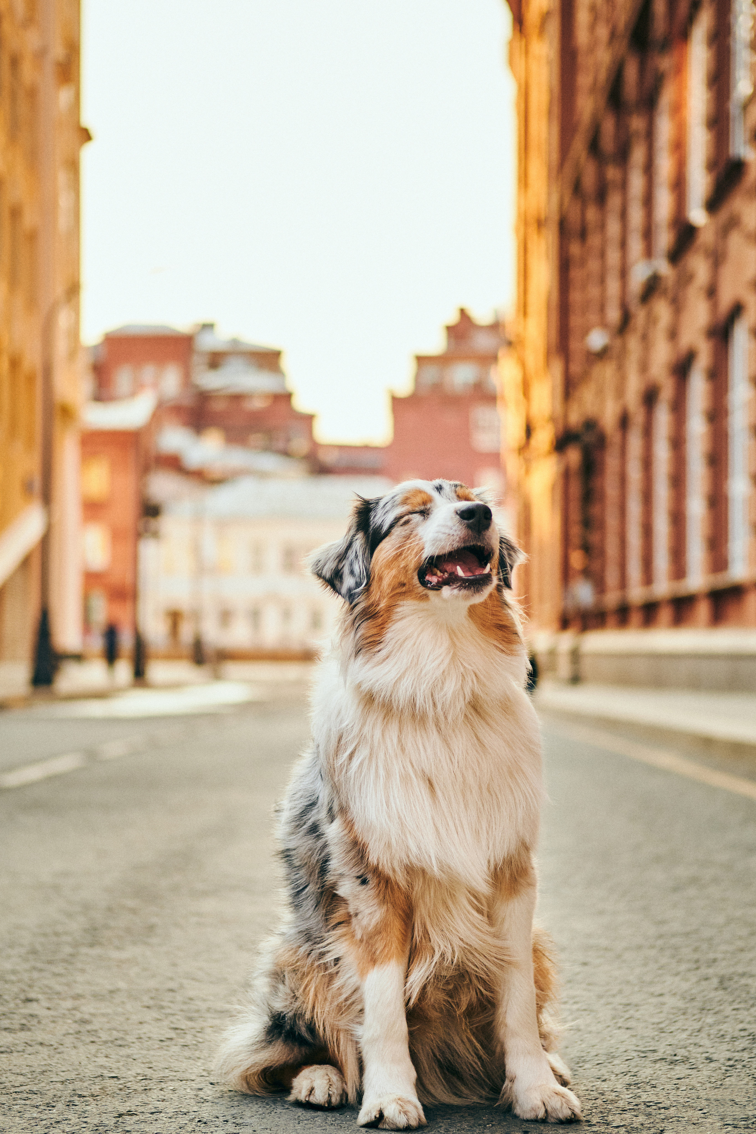 Фотосессия с собаками. Профессиональный фотограф в Москве — Максим Дьяконов