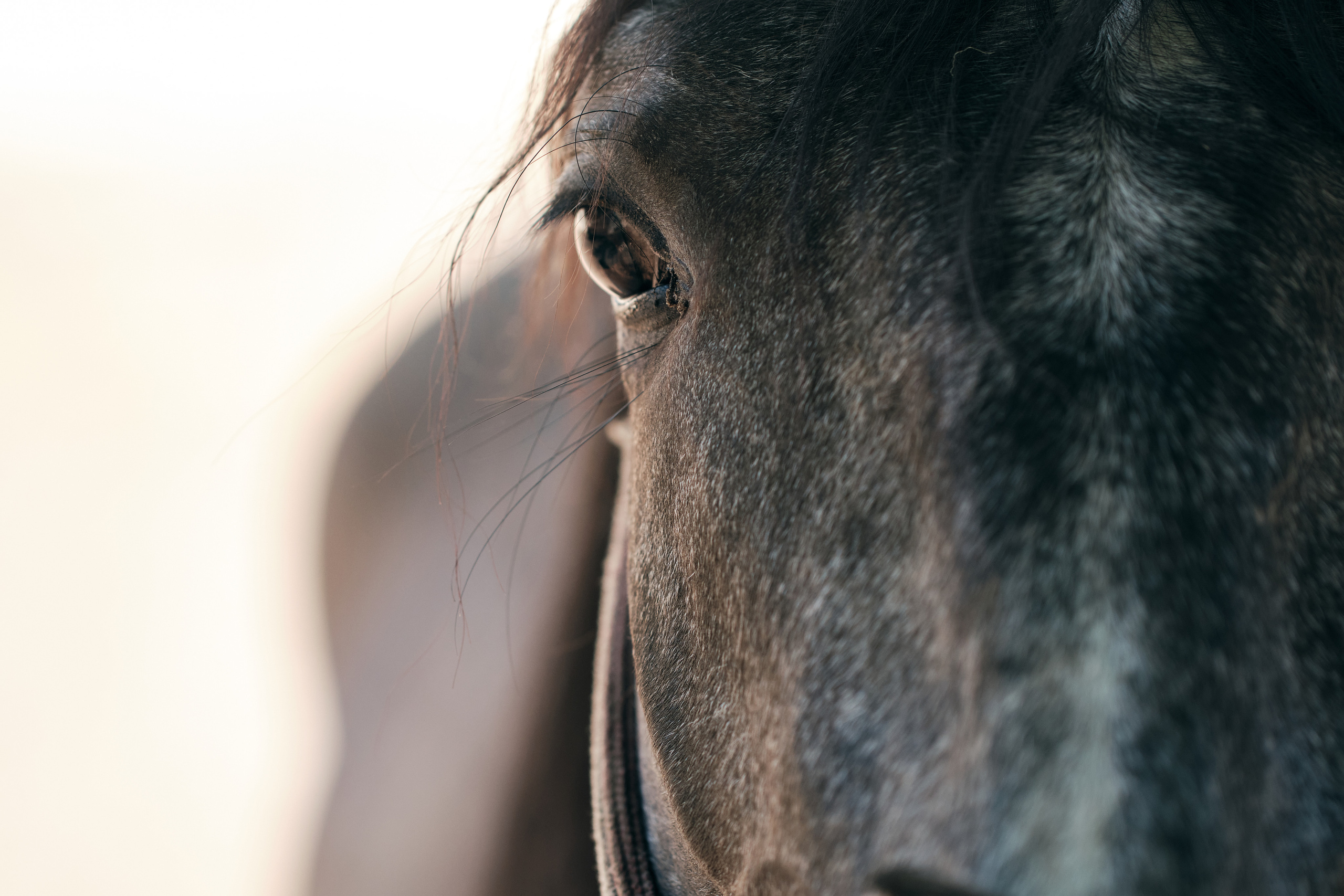 Фотосессия с лошадью. Профессиональный фотограф в Москве — Максим Дьяконов