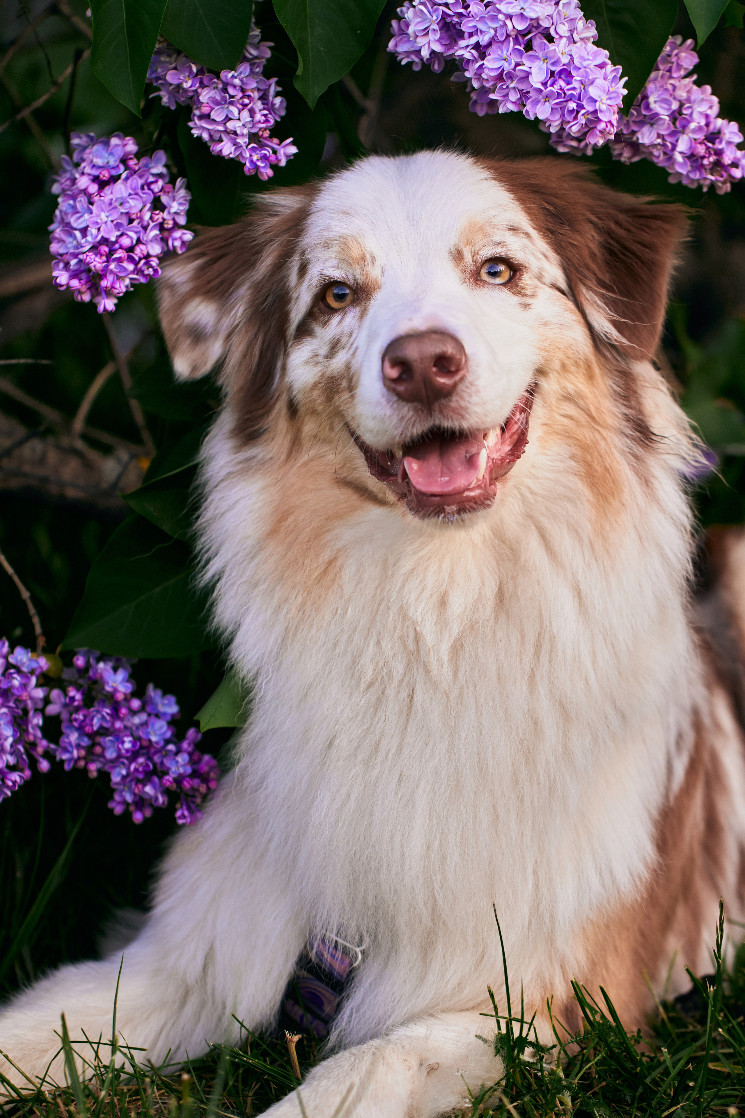 Фотосессия собаки с хозяйкой. Профессиональный фотограф в Москве — Максим Дьяконов