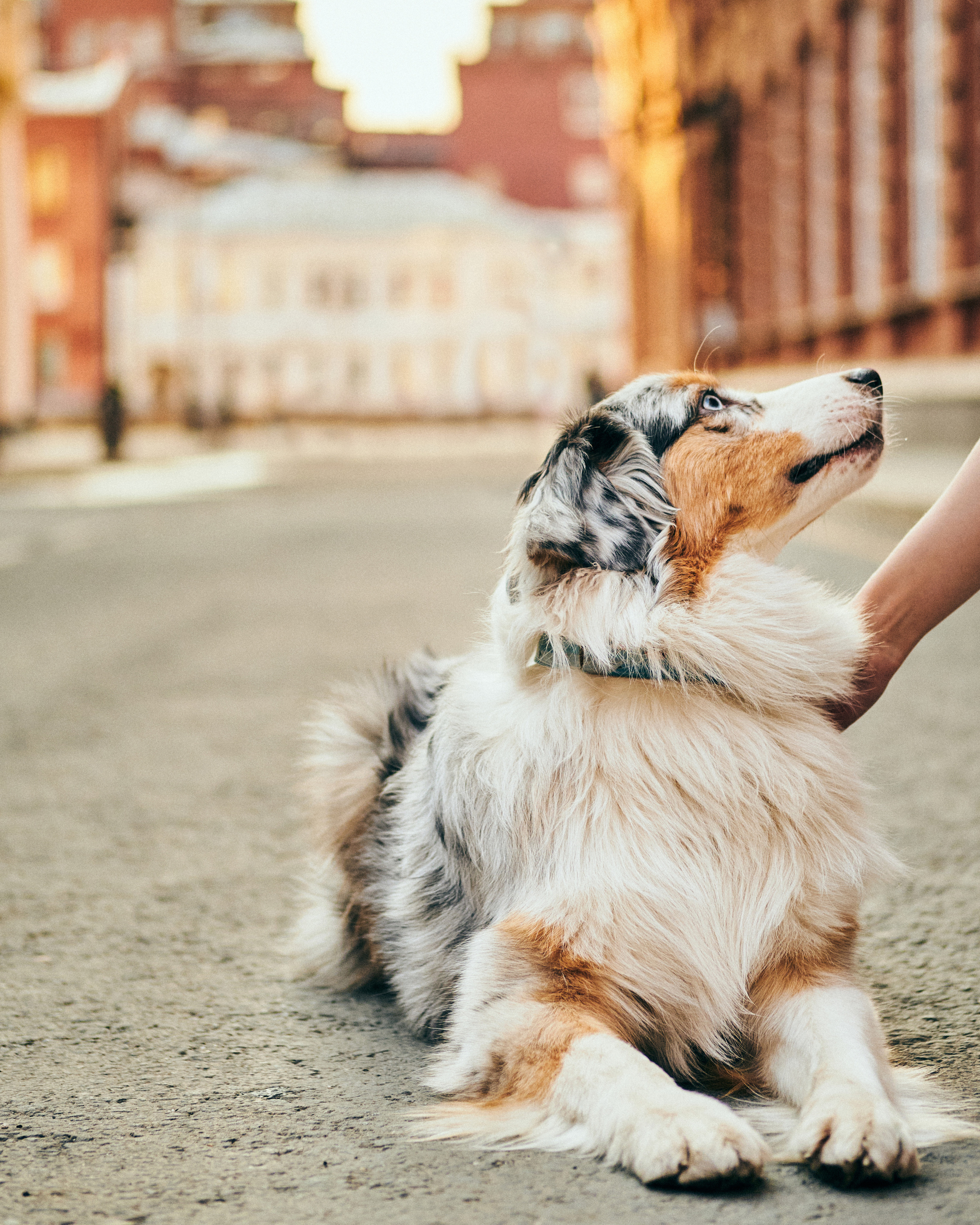 Фотосессия с собаками. Профессиональный фотограф в Москве — Максим Дьяконов