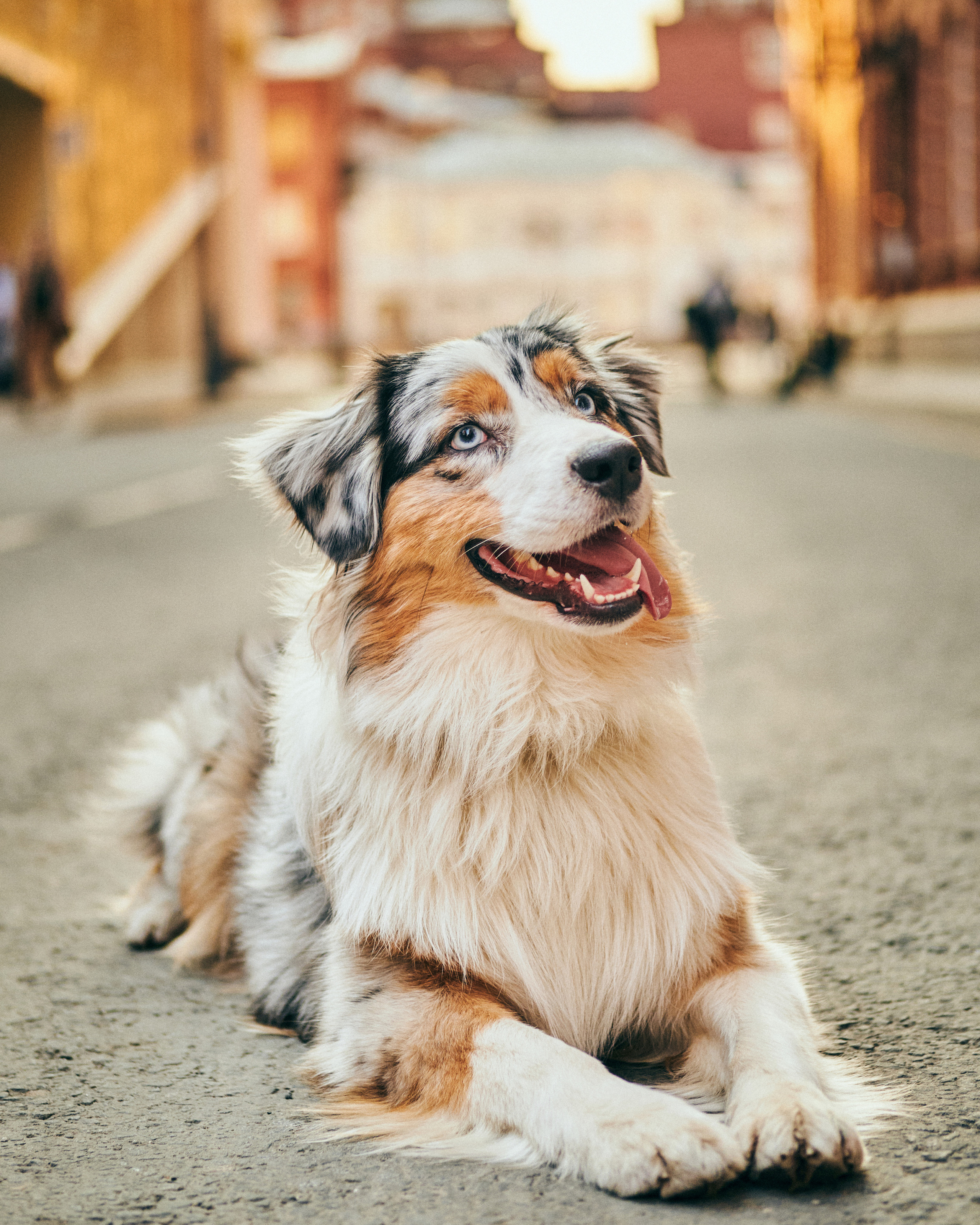 Фотосессия с собаками. Профессиональный фотограф в Москве — Максим Дьяконов