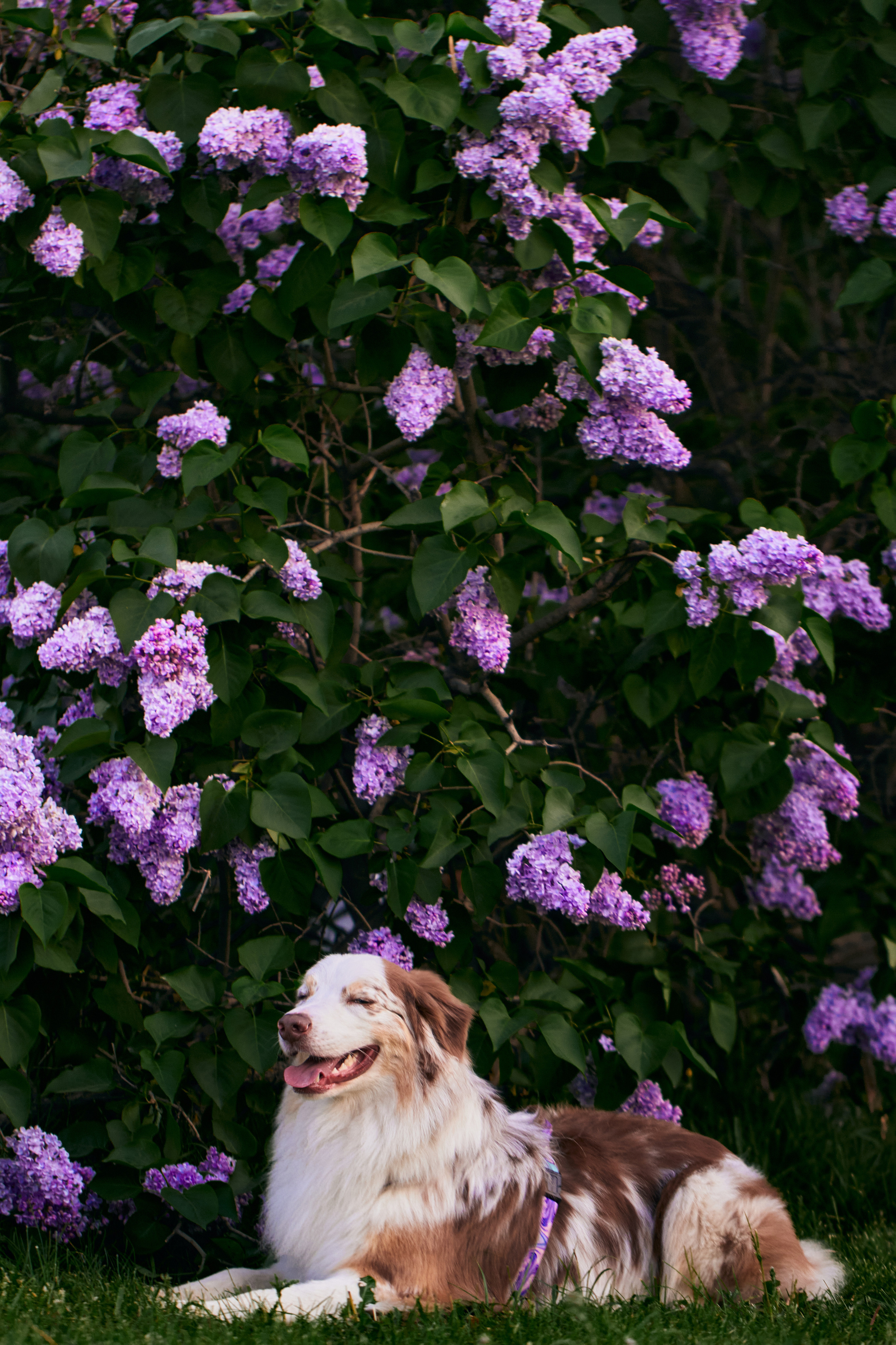 Фотосессия собаки с хозяйкой. Профессиональный фотограф в Москве — Максим Дьяконов