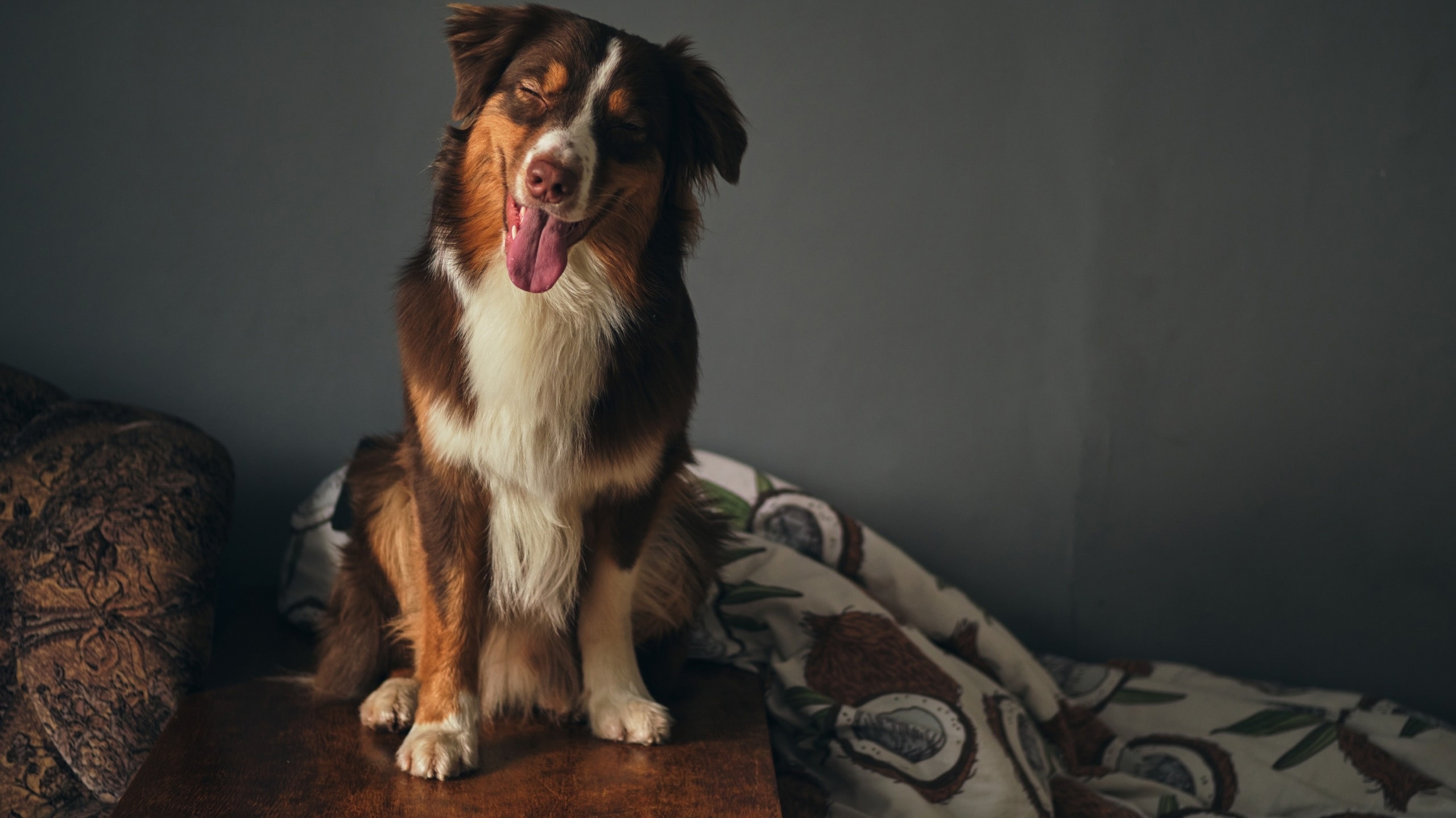 Фотограф животных в Москве и московской области. Профессиональный фотограф в Москве — Максим Дьяконов