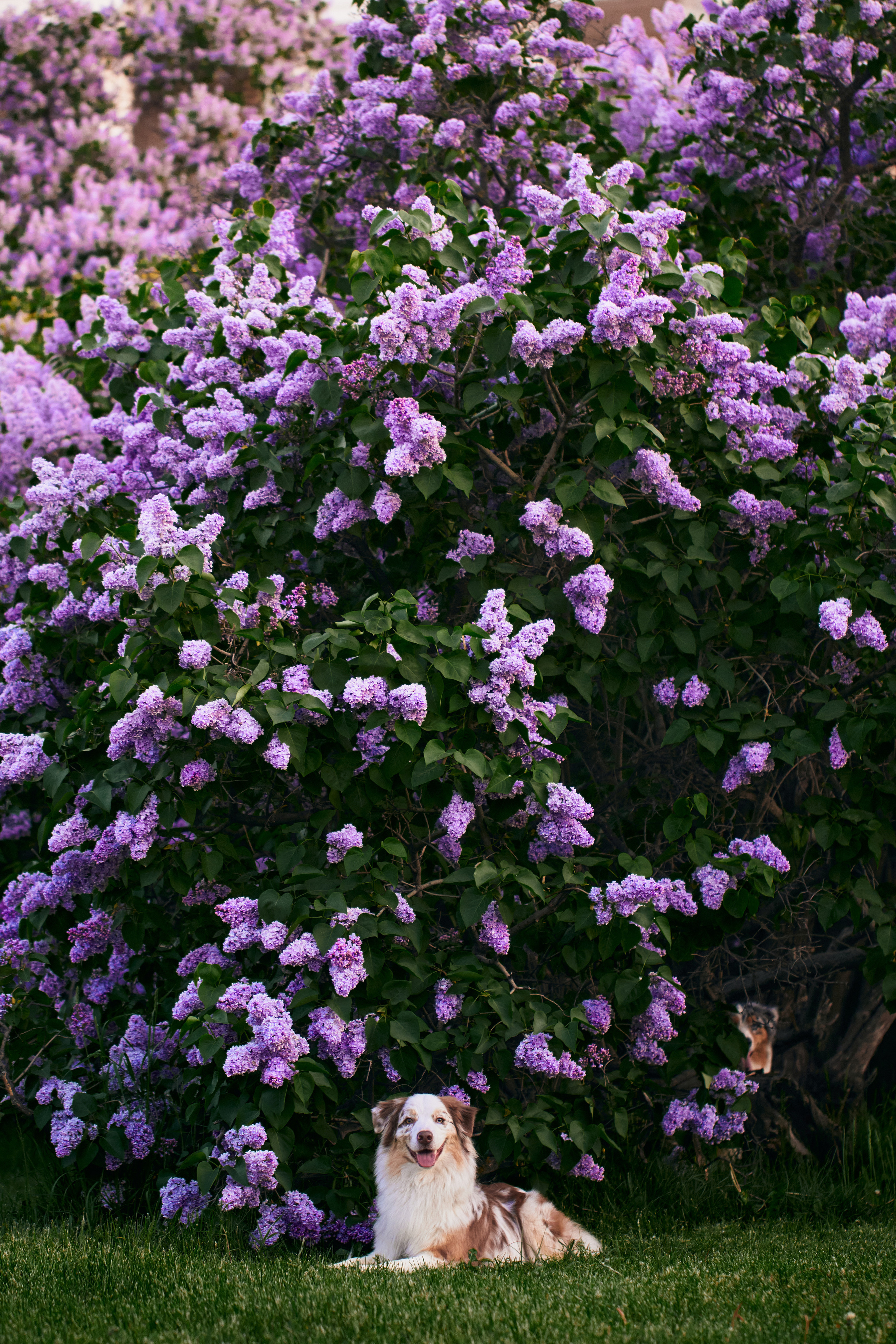 Фотосессия собаки с хозяйкой. Профессиональный фотограф в Москве — Максим Дьяконов