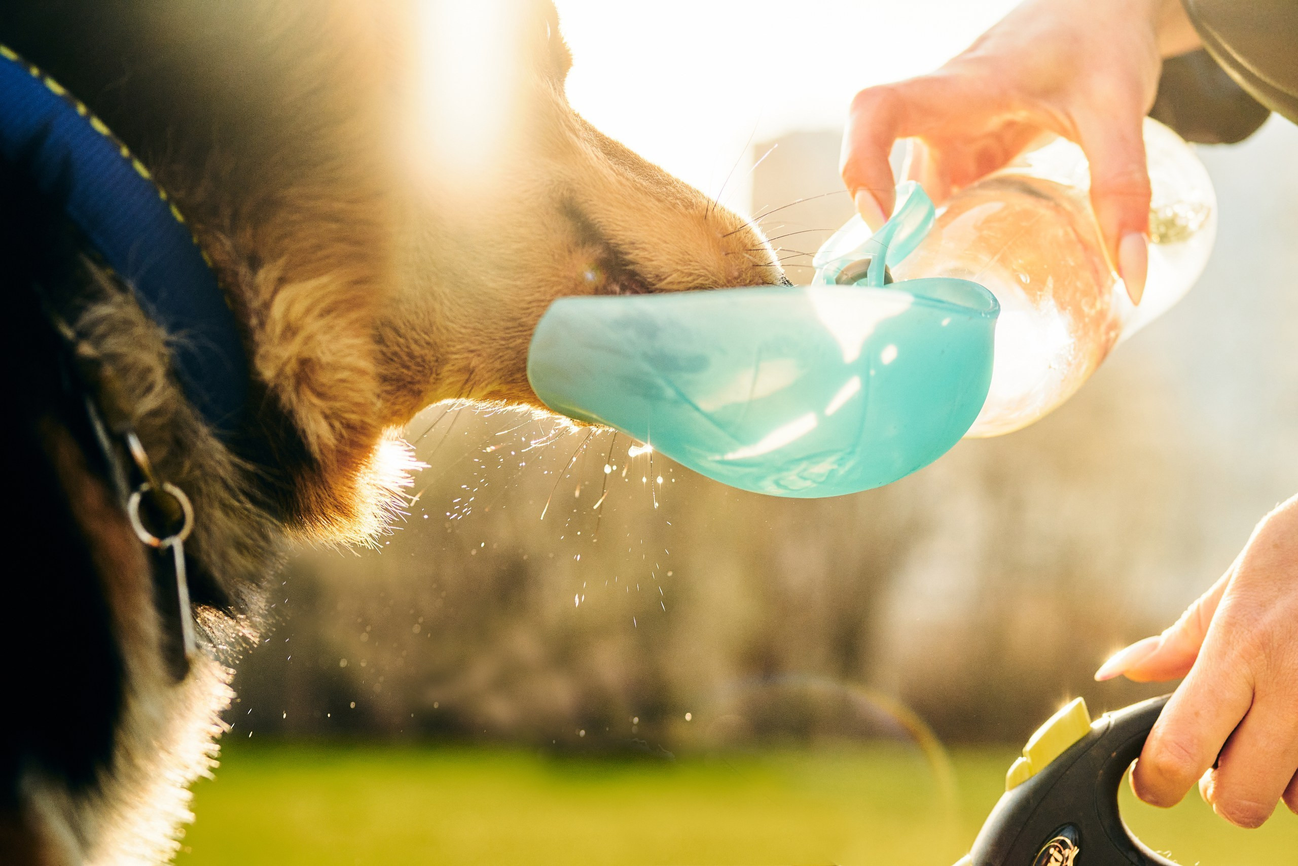 Фотограф животных в Москве и московской области. Профессиональный фотограф в Москве — Максим Дьяконов