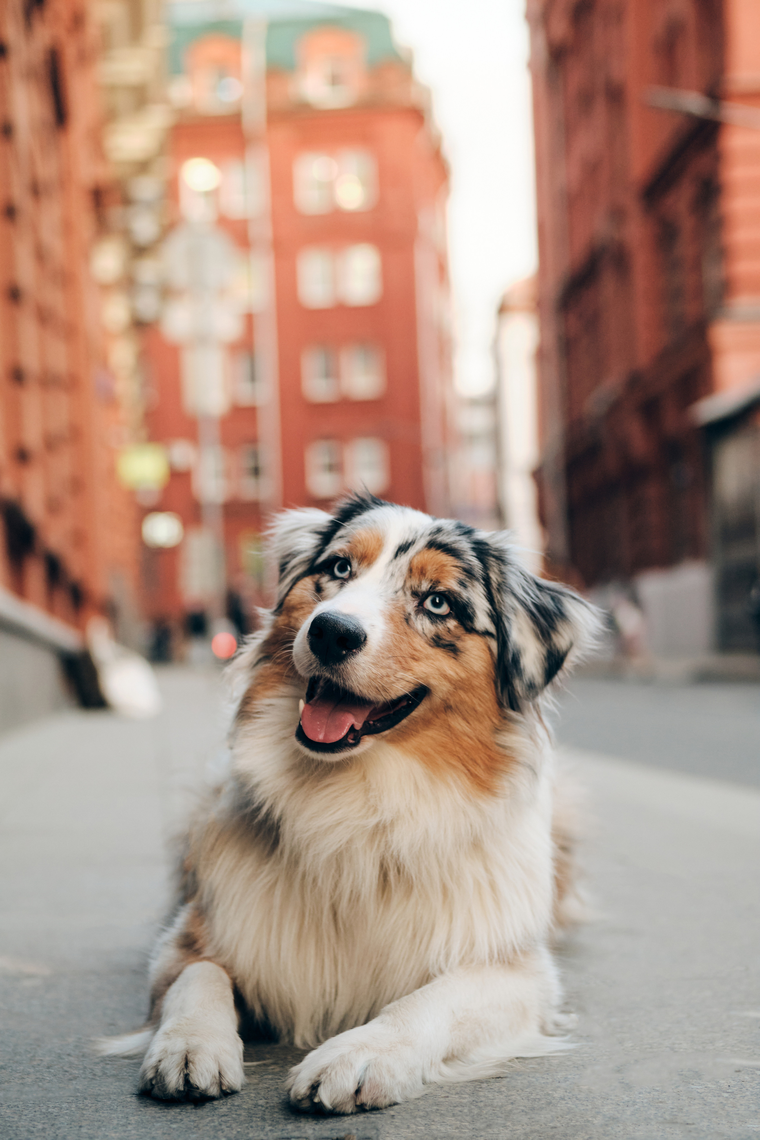 Фотосессия с собаками. Профессиональный фотограф в Москве — Максим Дьяконов