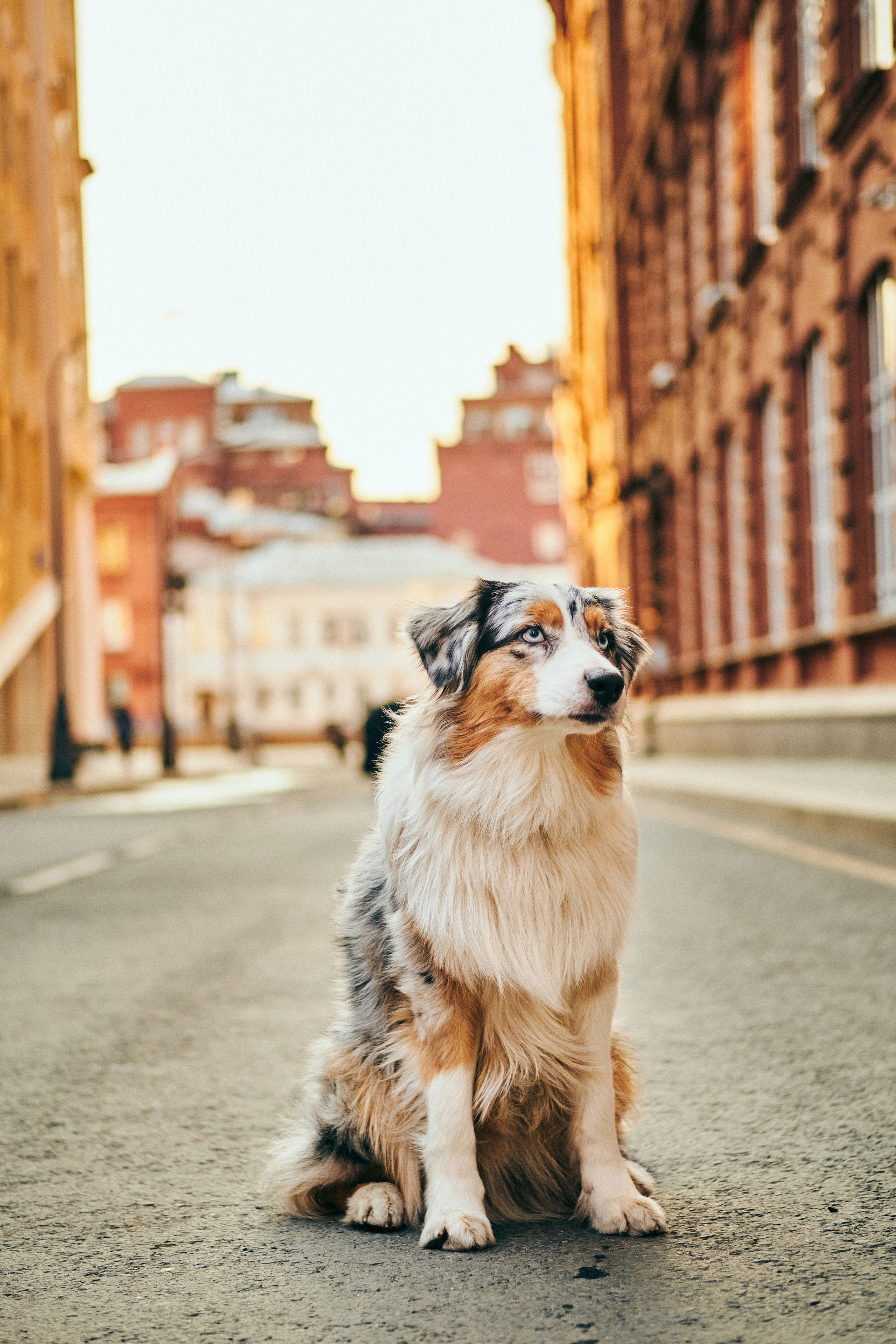 Фотосессия с собаками. Профессиональный фотограф в Москве — Максим Дьяконов