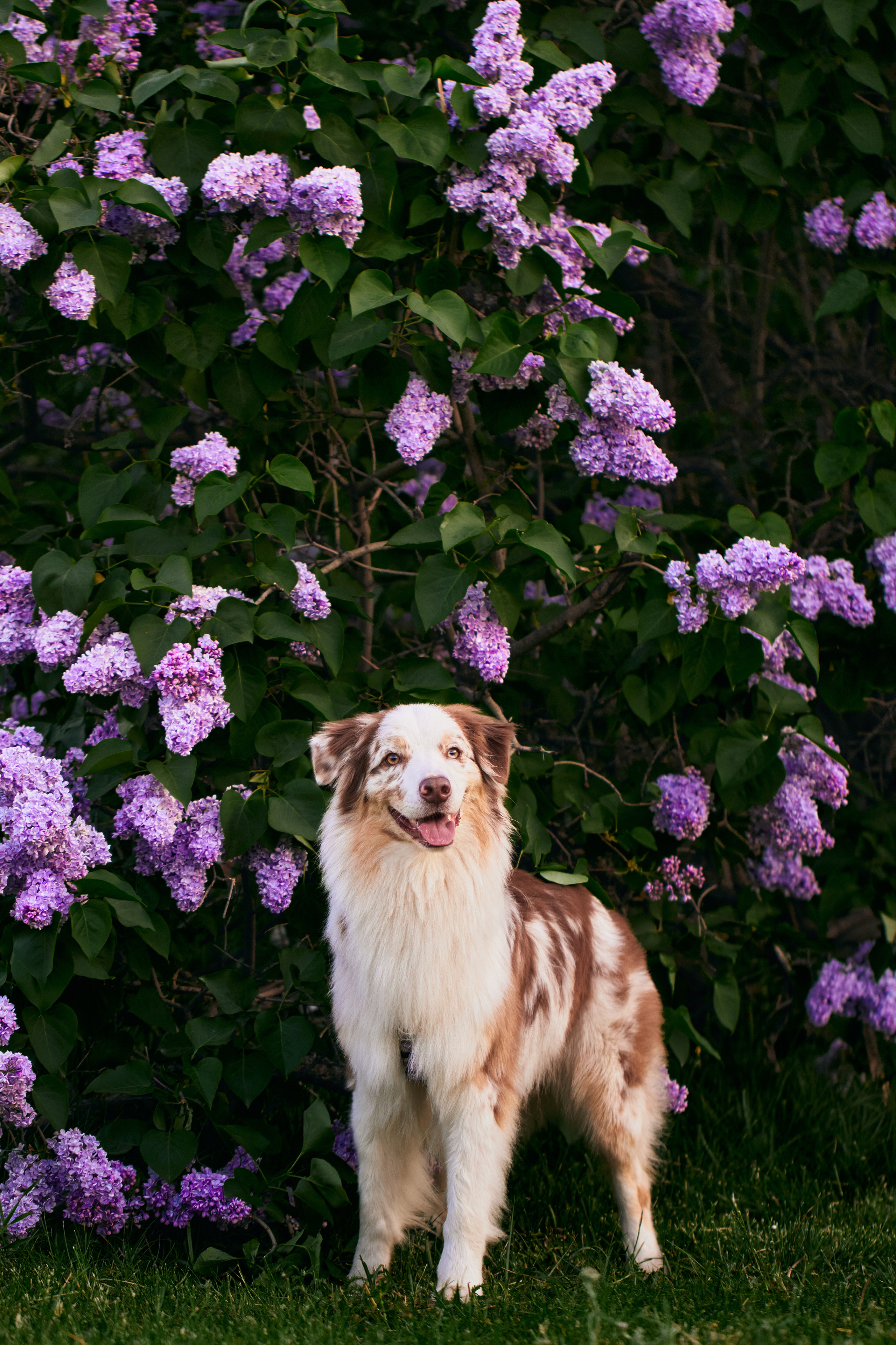 Фотосессия собаки с хозяйкой. Профессиональный фотограф в Москве — Максим Дьяконов