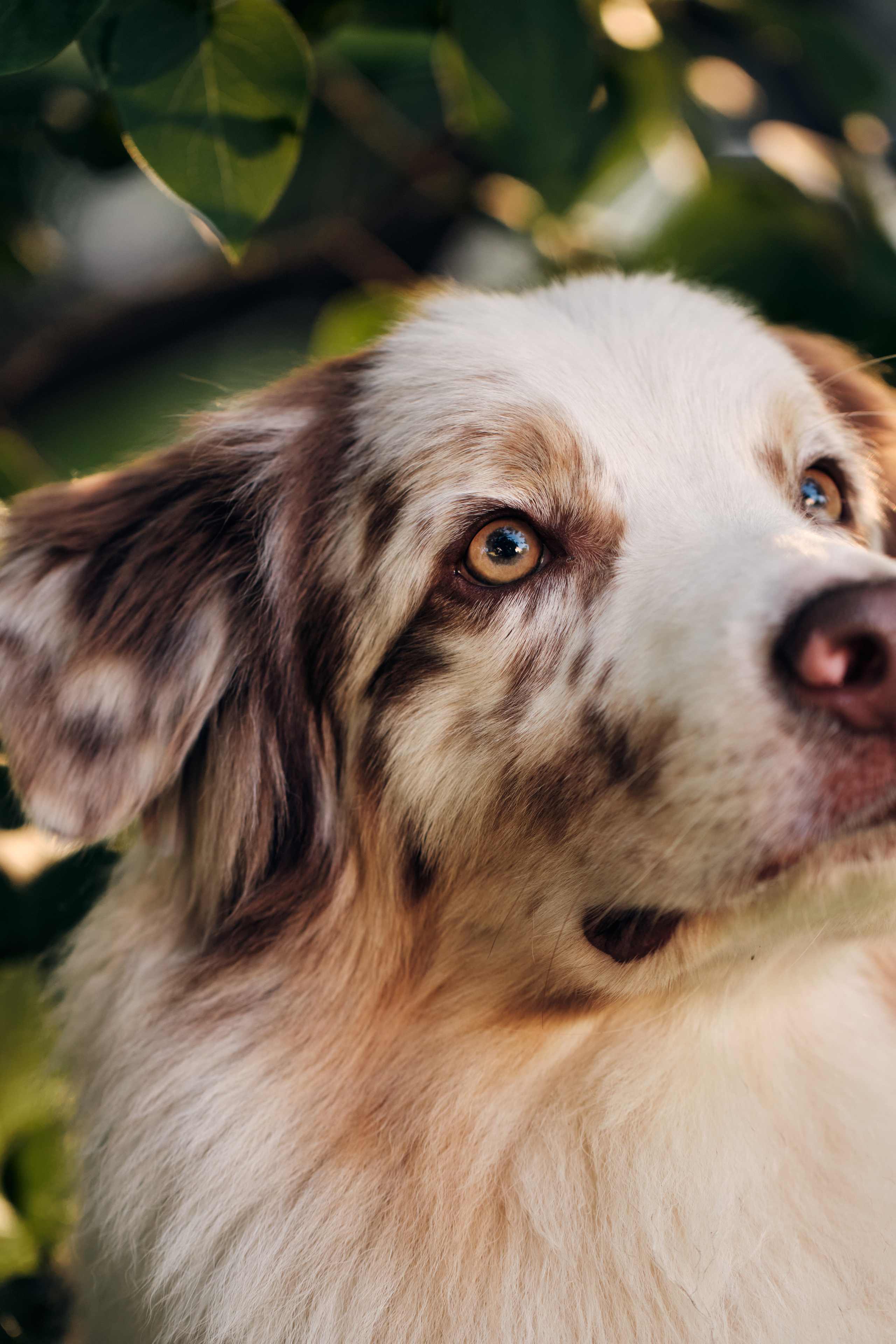Фотосессия собаки с хозяйкой. Профессиональный фотограф в Москве — Максим Дьяконов