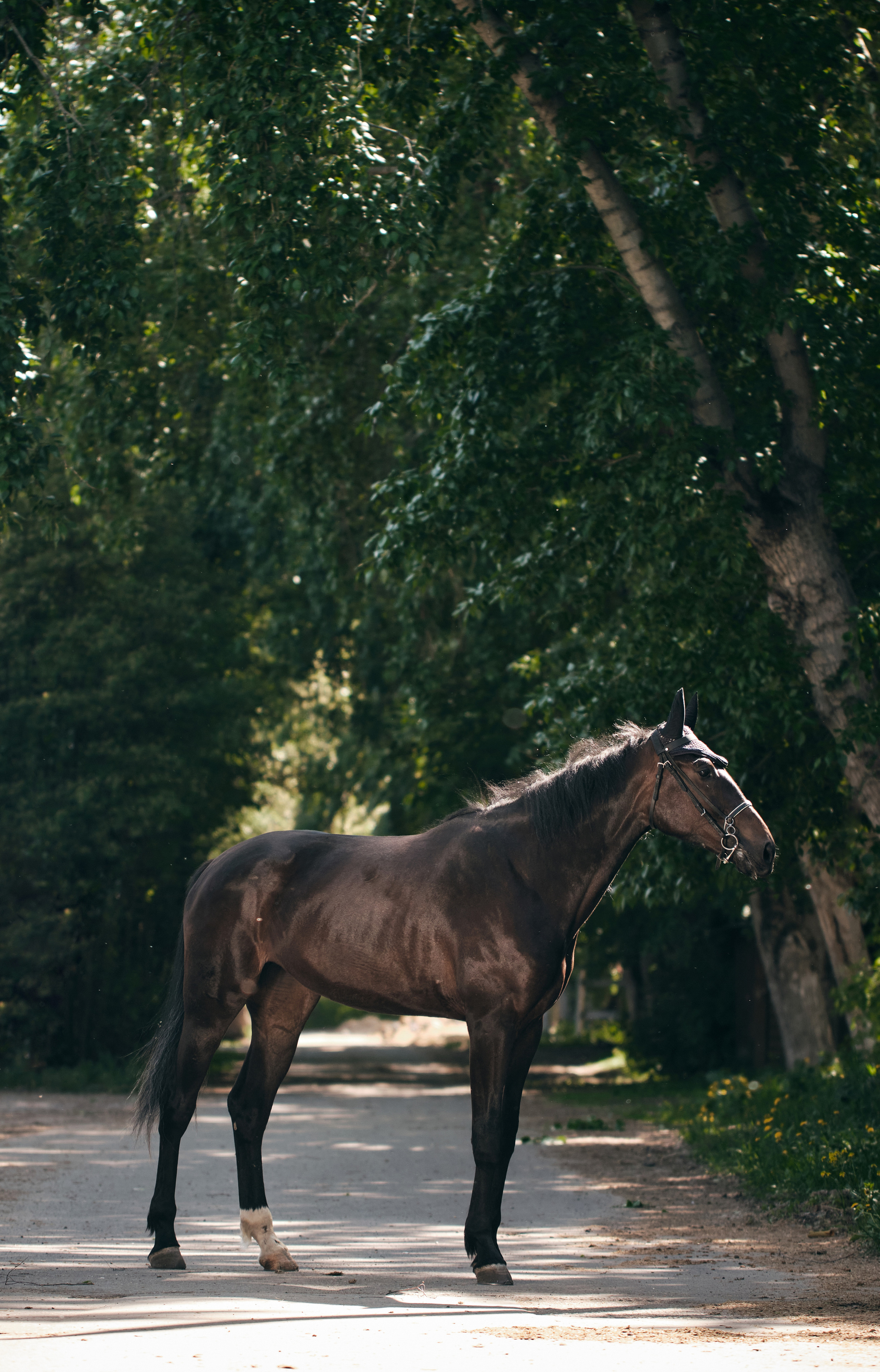 Фотосессия с лошадью. Профессиональный фотограф в Москве — Максим Дьяконов