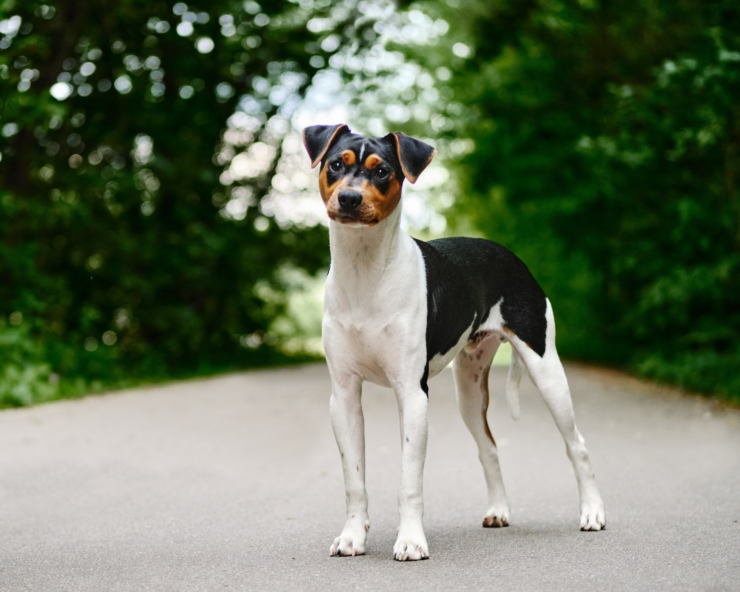 Фотограф животных в Москве и московской области. Профессиональный фотограф в Москве — Максим Дьяконов